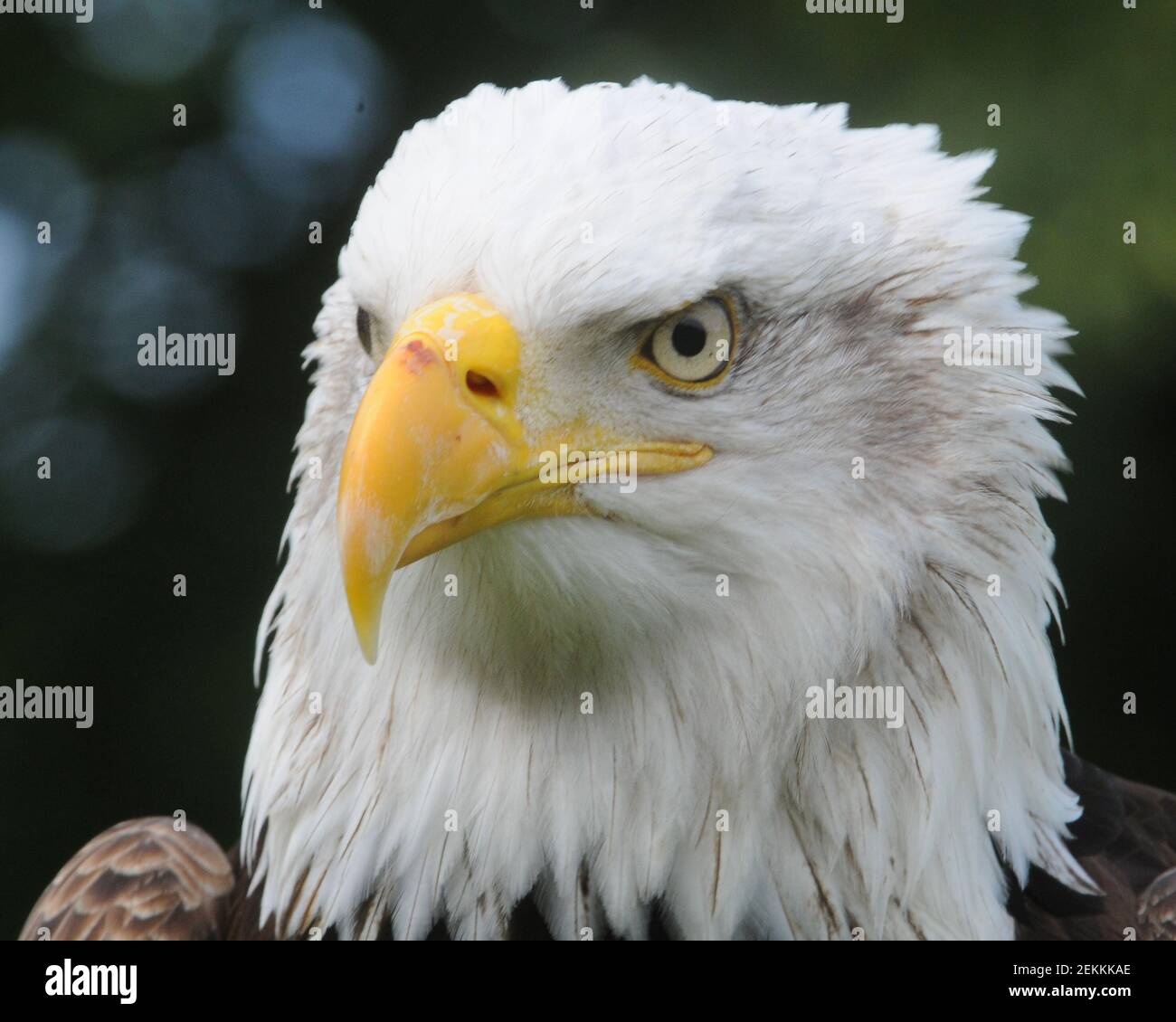 Large headed eagle hi-res stock photography and images - Alamy