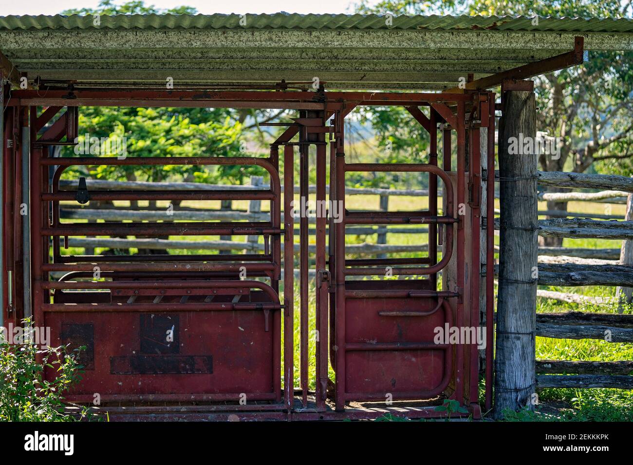 Cattle shute in yards ready to herd animals in tight quarters Stock Photo