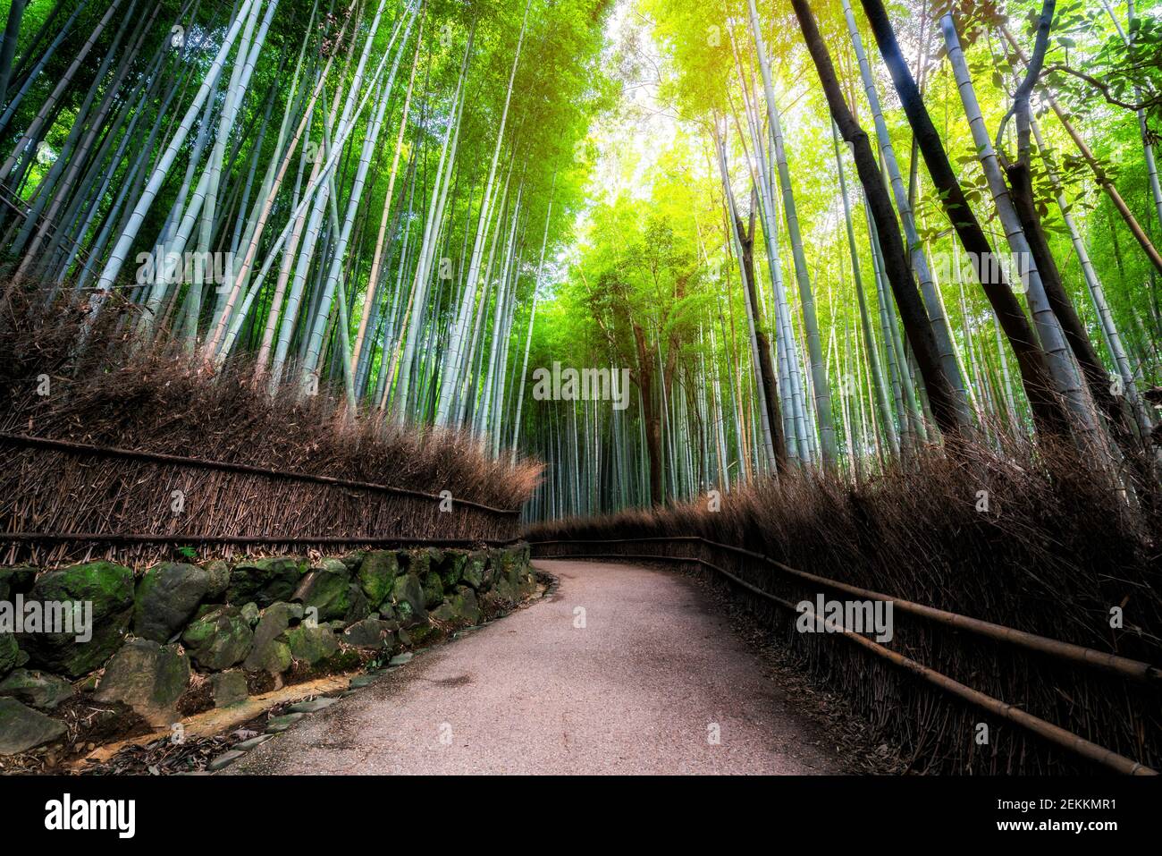 Arashiyama Bamboo Forest famous place in Kyoto Japan. The Arashiyama
