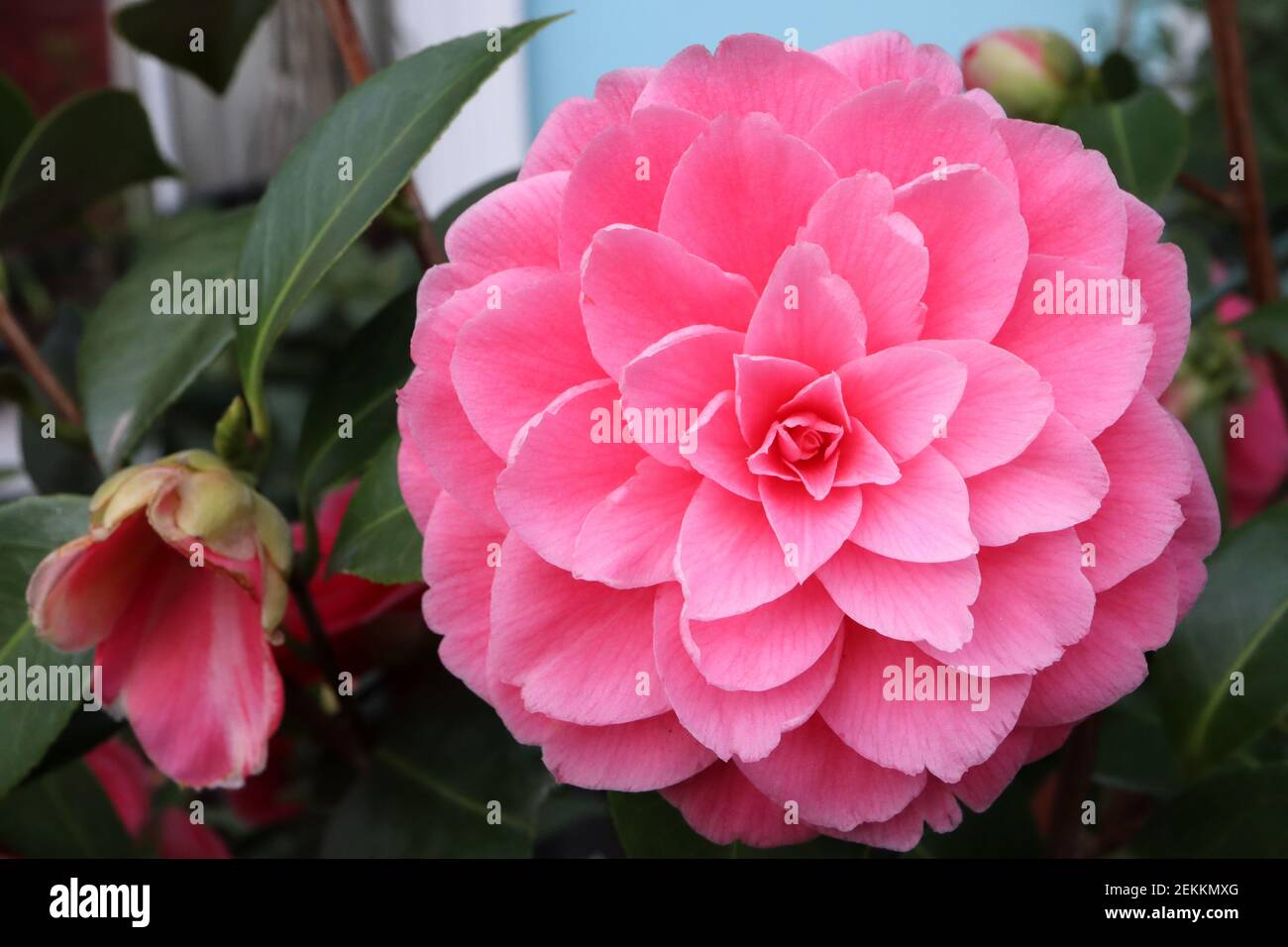 Camellia japonica ‘Pink Perfection’ Pink Perfection camellia formal