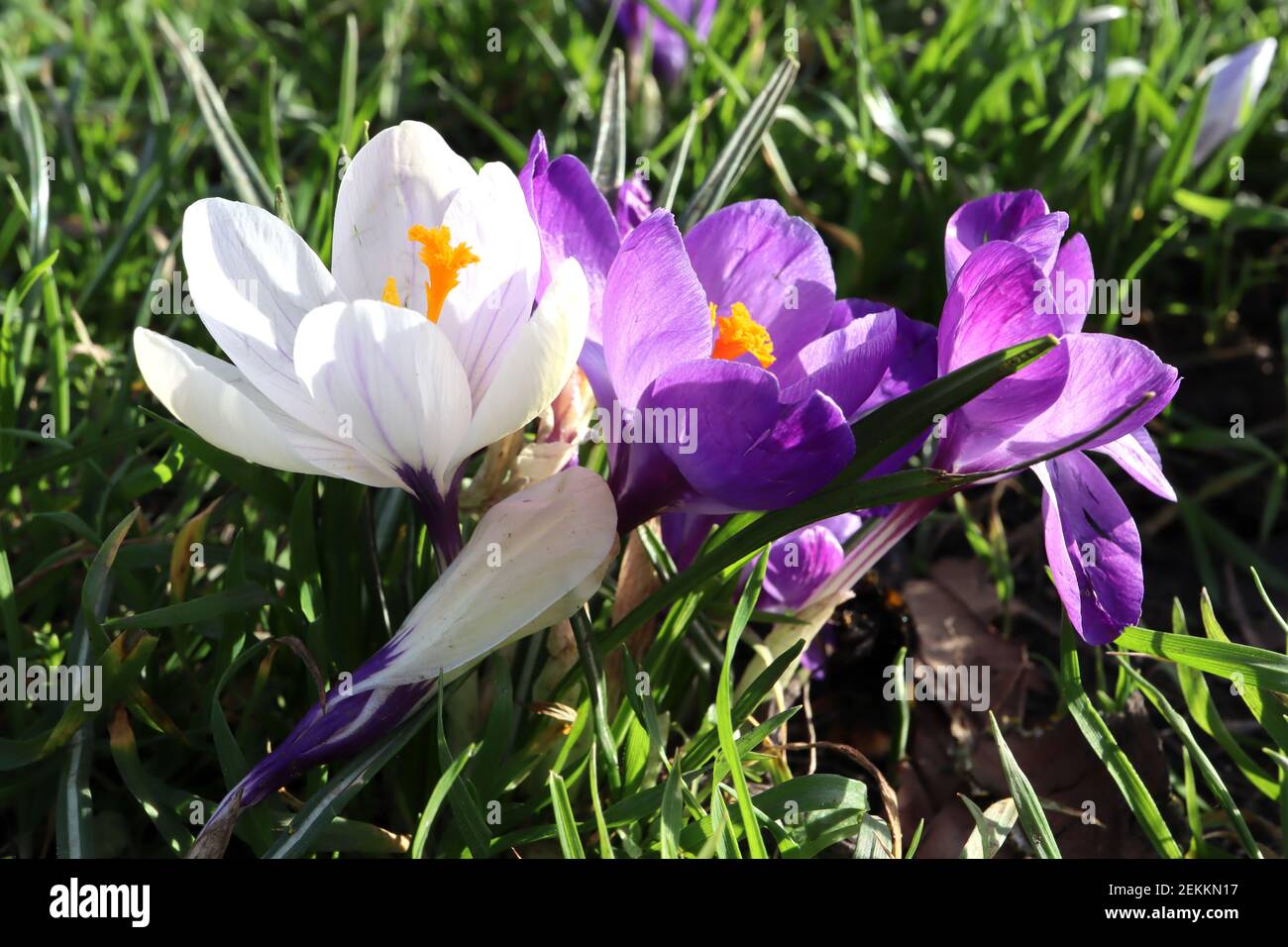 Crocus vernus ‘Jeanne dArc’ and Crocus vernus ‘Flower Record’ white Crocus and deep purple Crocus,  February, England, UK Stock Photo