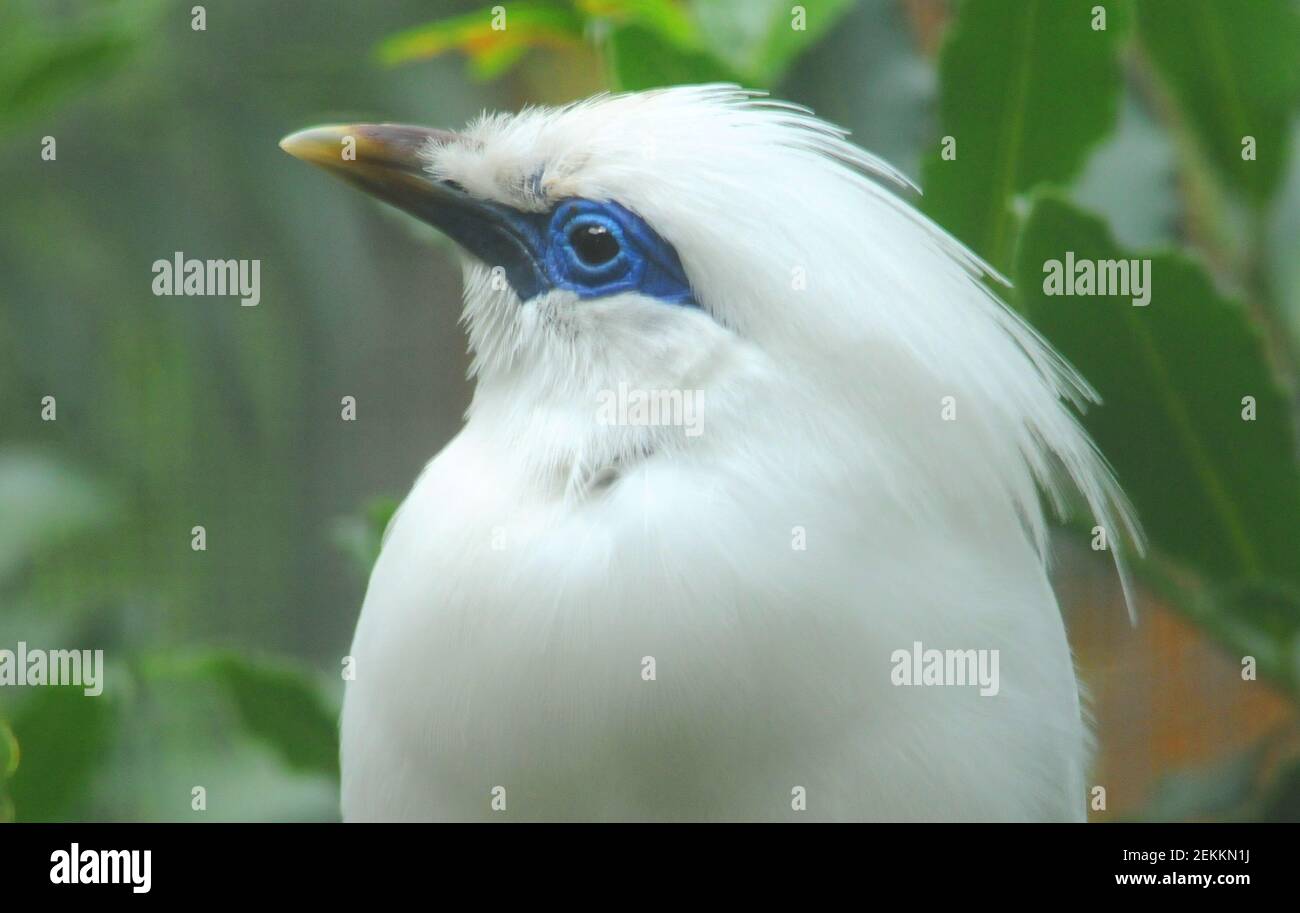 BALI MINAH.BIRDWORLD, FARNHAM, SURREY Stock Photo - Alamy