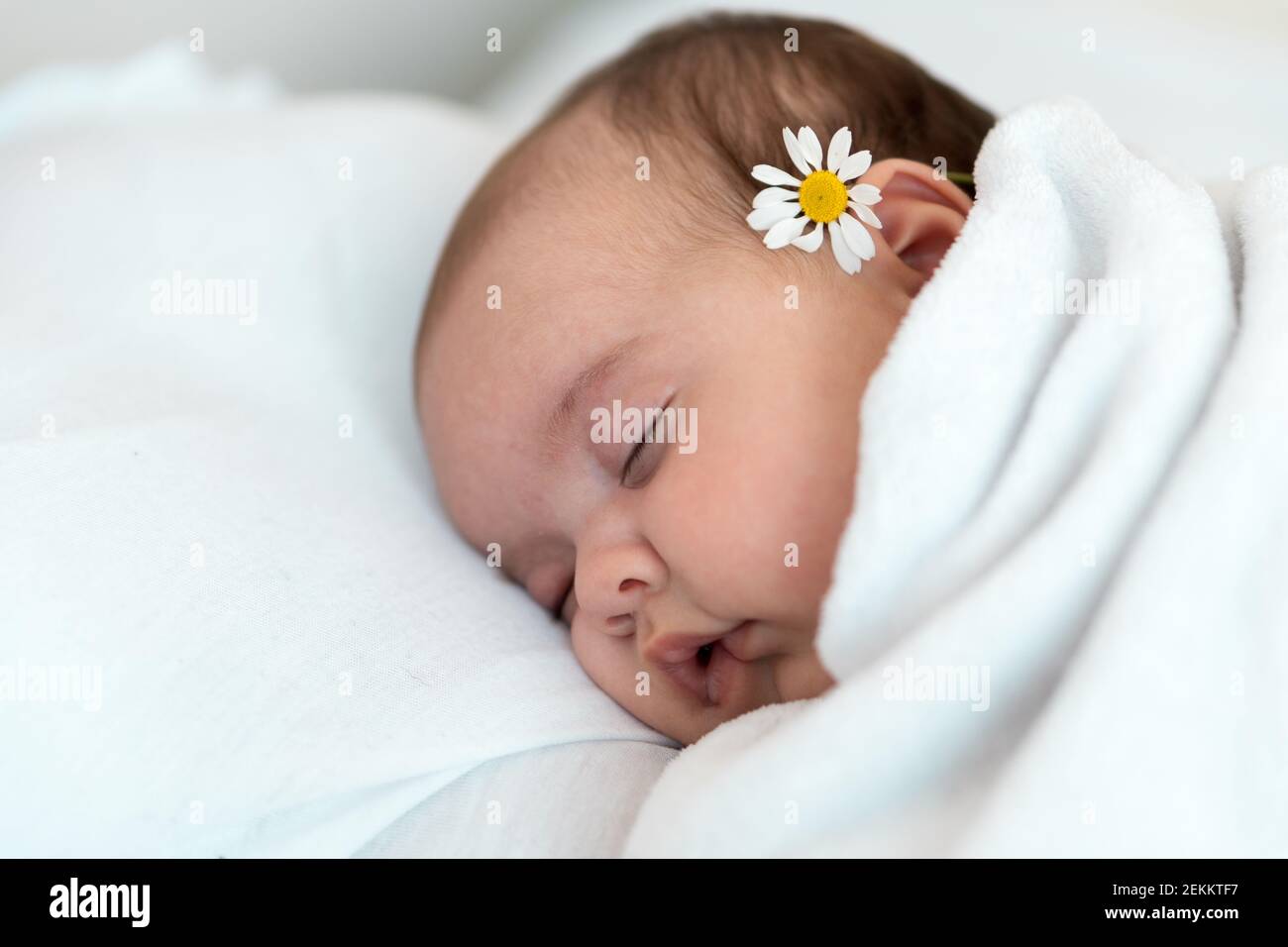 Newborn baby close-up. Side view of a chubby plump infant baby sleeping soundly on his back with chamomile behind the ear on a white background Stock Photo