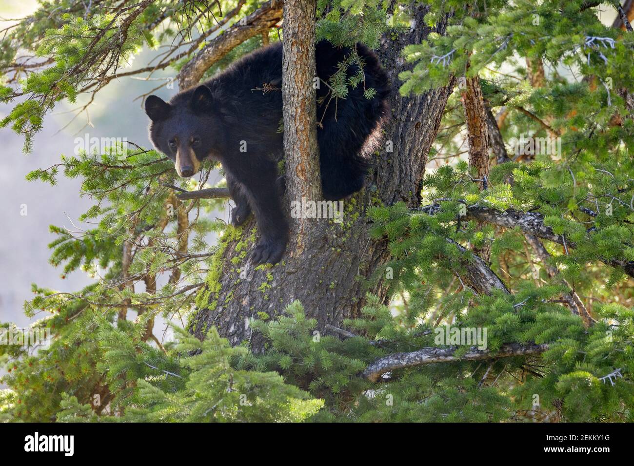 Yellowstone National Park, WY: American Black Bear (Ursus americanus) in a Douglas Fir tree Stock Photo