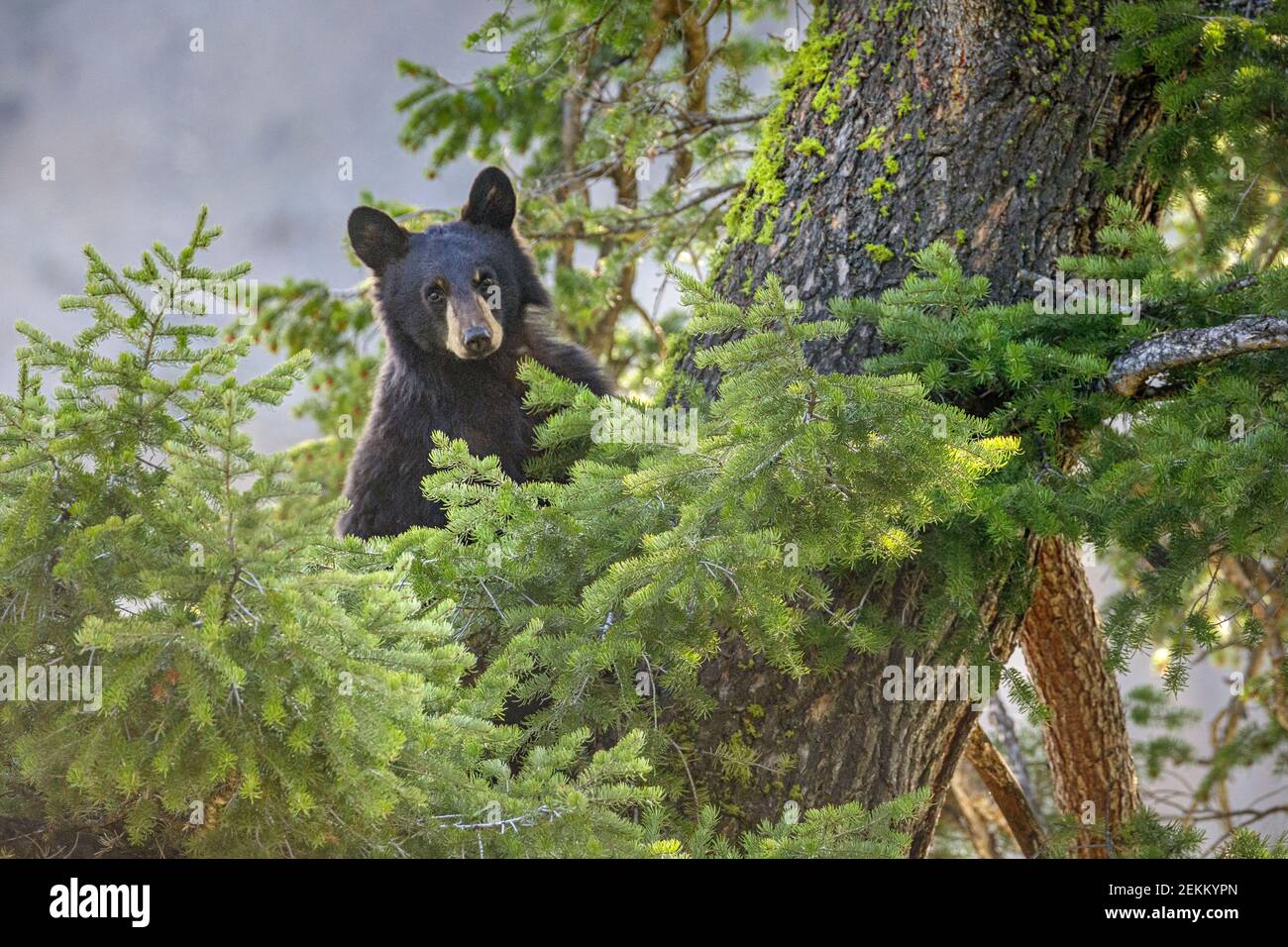 Yellowstone National Park, WY: American Black Bear (Ursus americanus) in a Douglas Fir tree Stock Photo