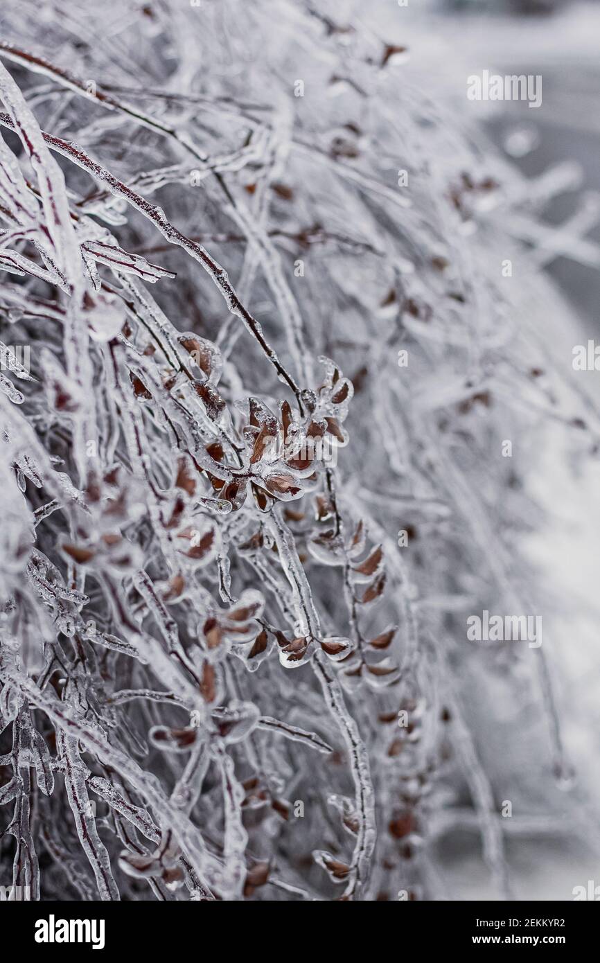 Ice covered tree branches from an ice storm. Icicles are forming from freezing rain. Stock Photo