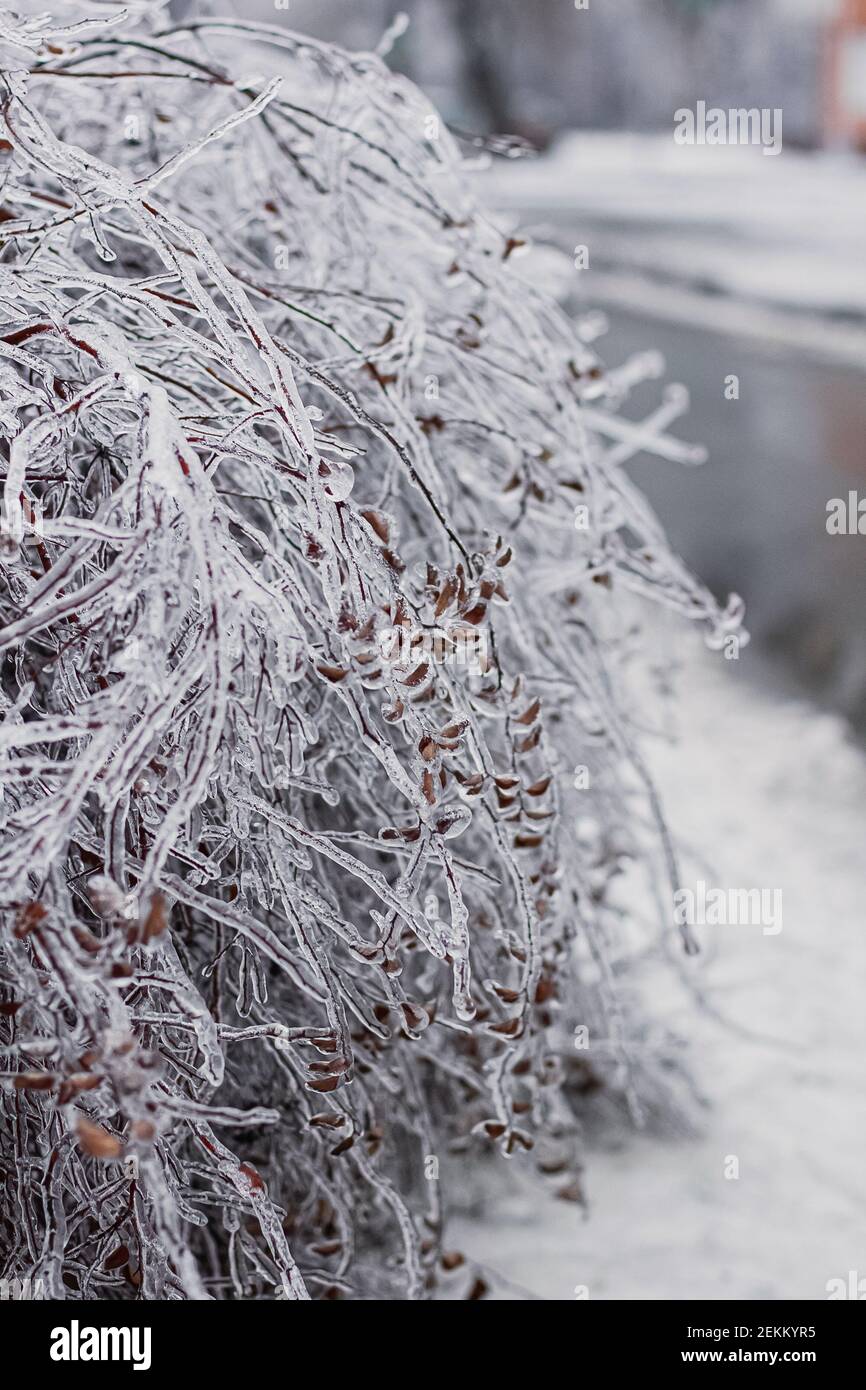 Ice covered tree branches from an ice storm. Icicles are forming from freezing rain. Stock Photo