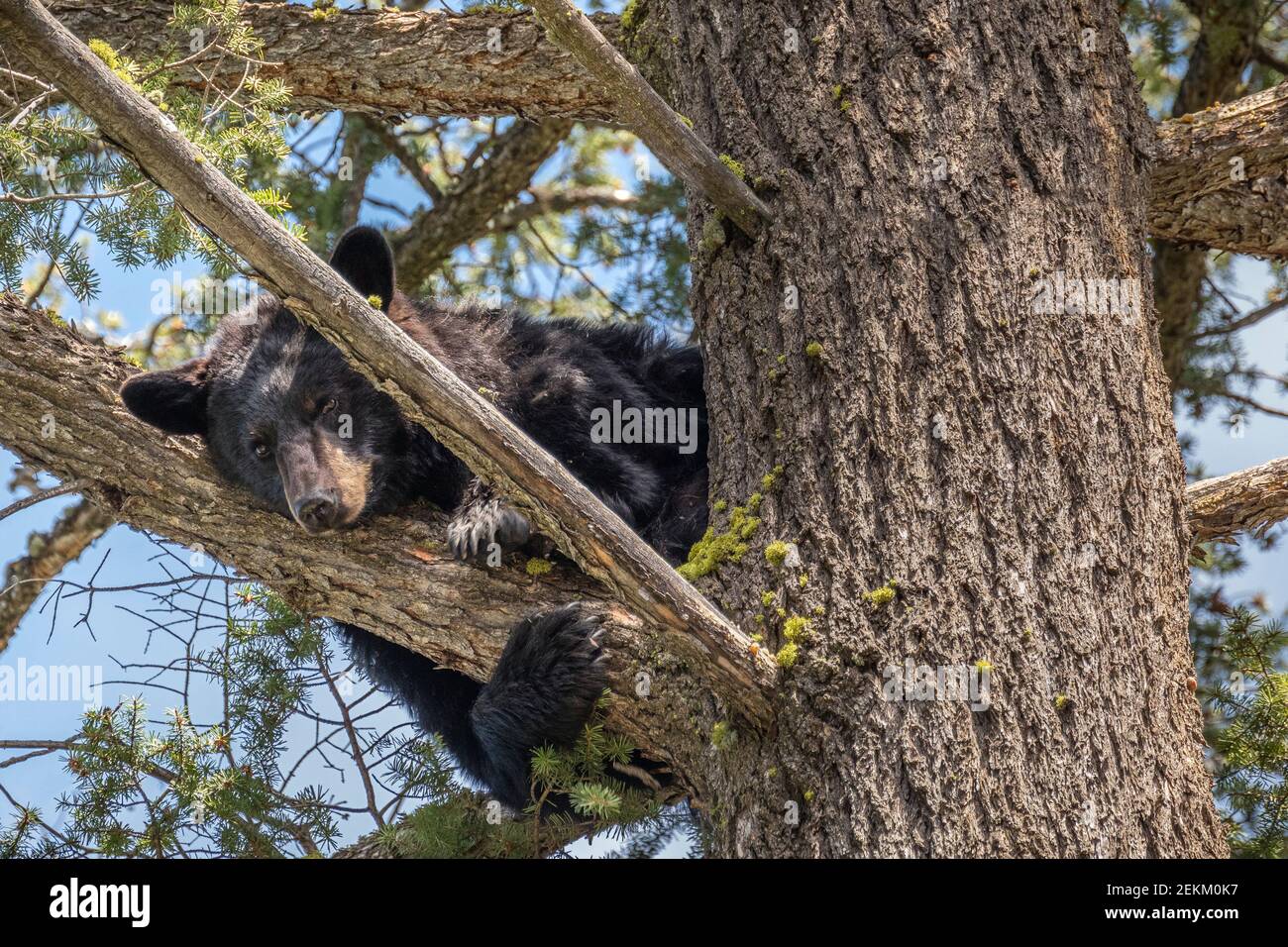 Yellowstone National Park, WY: American Black Bear (Ursus americanus) in a tree Stock Photo