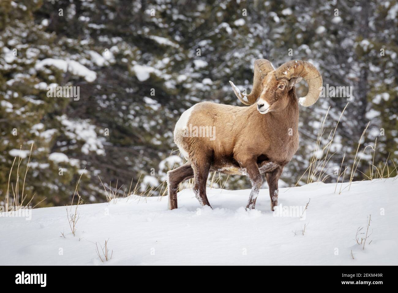 Yellowstone National Park, Wyoming: Bighorn Ram (Ovis canadensis) in winter Stock Photo