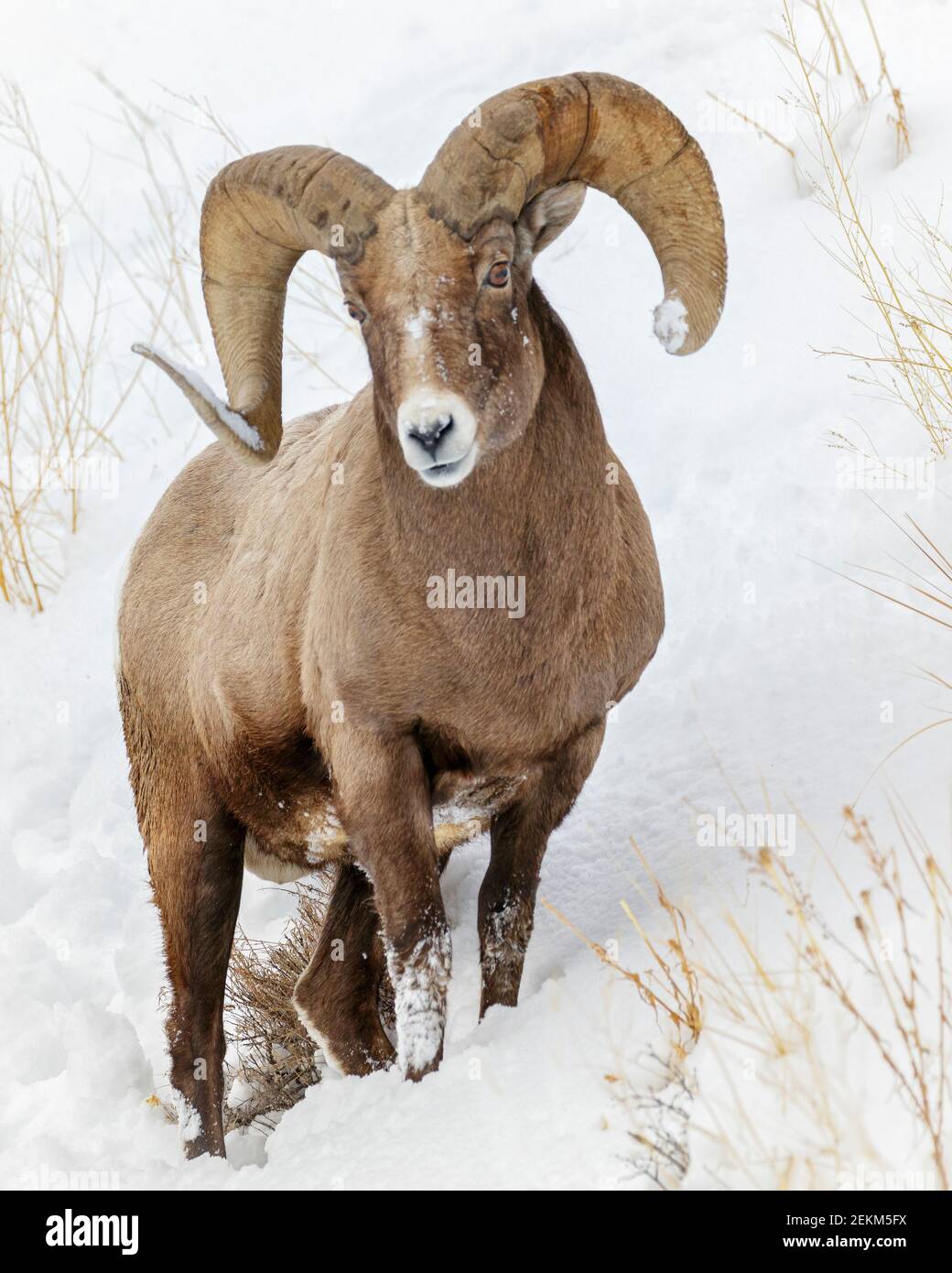 Yellowstone National Park, Wyoming: Bighorn Ram (Ovis canadensis) in winter Stock Photo