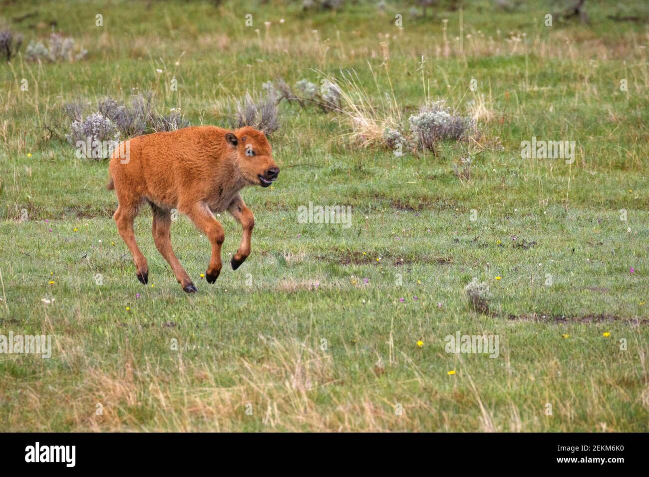 Yellowstone National Park, WY: American Bison (Bison bison),  calf also known as 'red dogs' running through the grass in the Lamar Valley Stock Photo