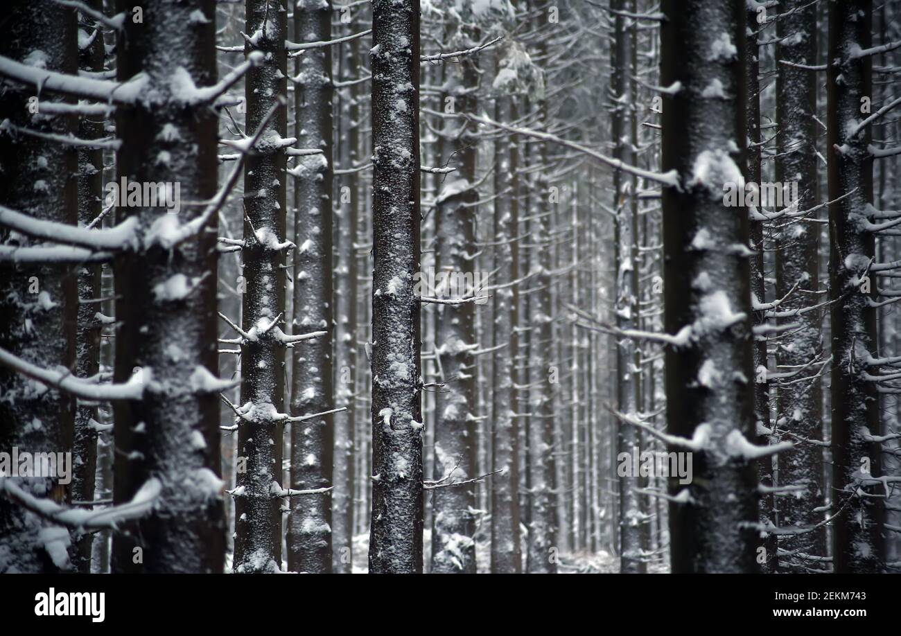 Natural background with snowy trees Stock Photo - Alamy