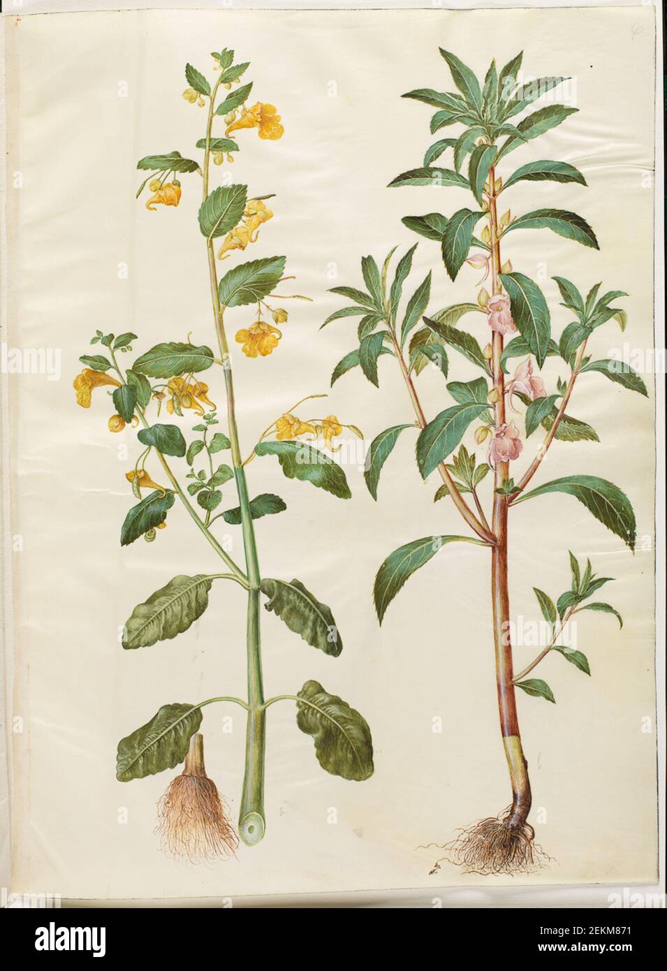 Hans Simon Holtzbecker (1620-1671); Maria Sibylla Merian (1647-1717), Impatiens Noli-Tensers (Spring Balsamin); Impatiens Balsamina (Garden Balsamine), 1649-1659 Stock Photo