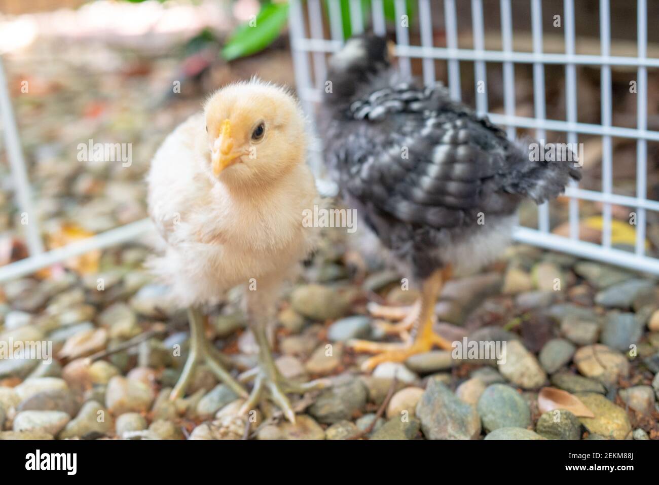 Two young backyard chickens in suburban yard, San Ramon, California, June 5, 2020. The keeping of backyard chickens is a popular trend in the San Francisco Bay Area. (Photo by Smith Collection/Gado/Sipa USA) Stock Photo