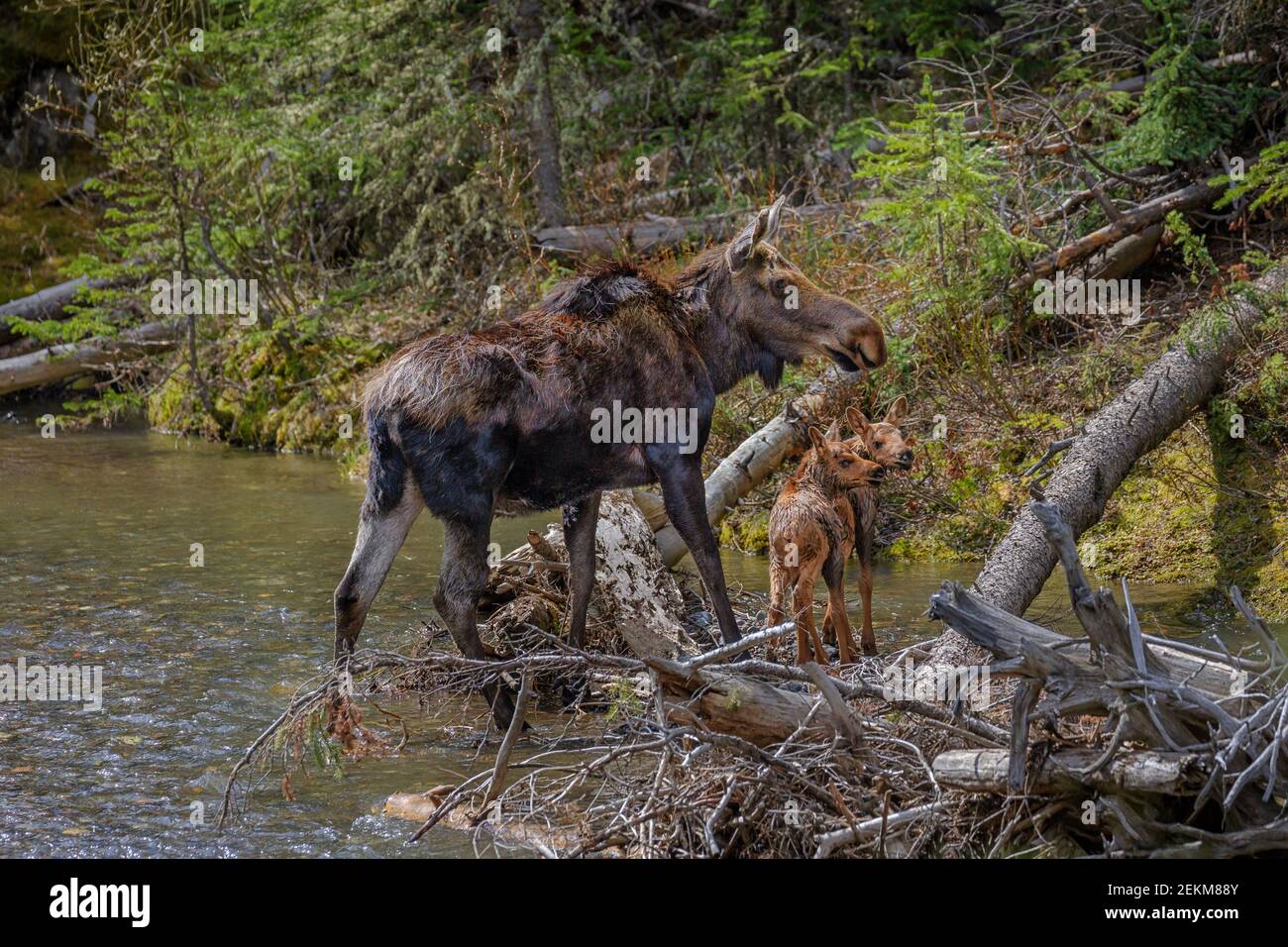 Yellowstone National Park, WY: Cow Moose and two calves (Alces alces) Stock Photo