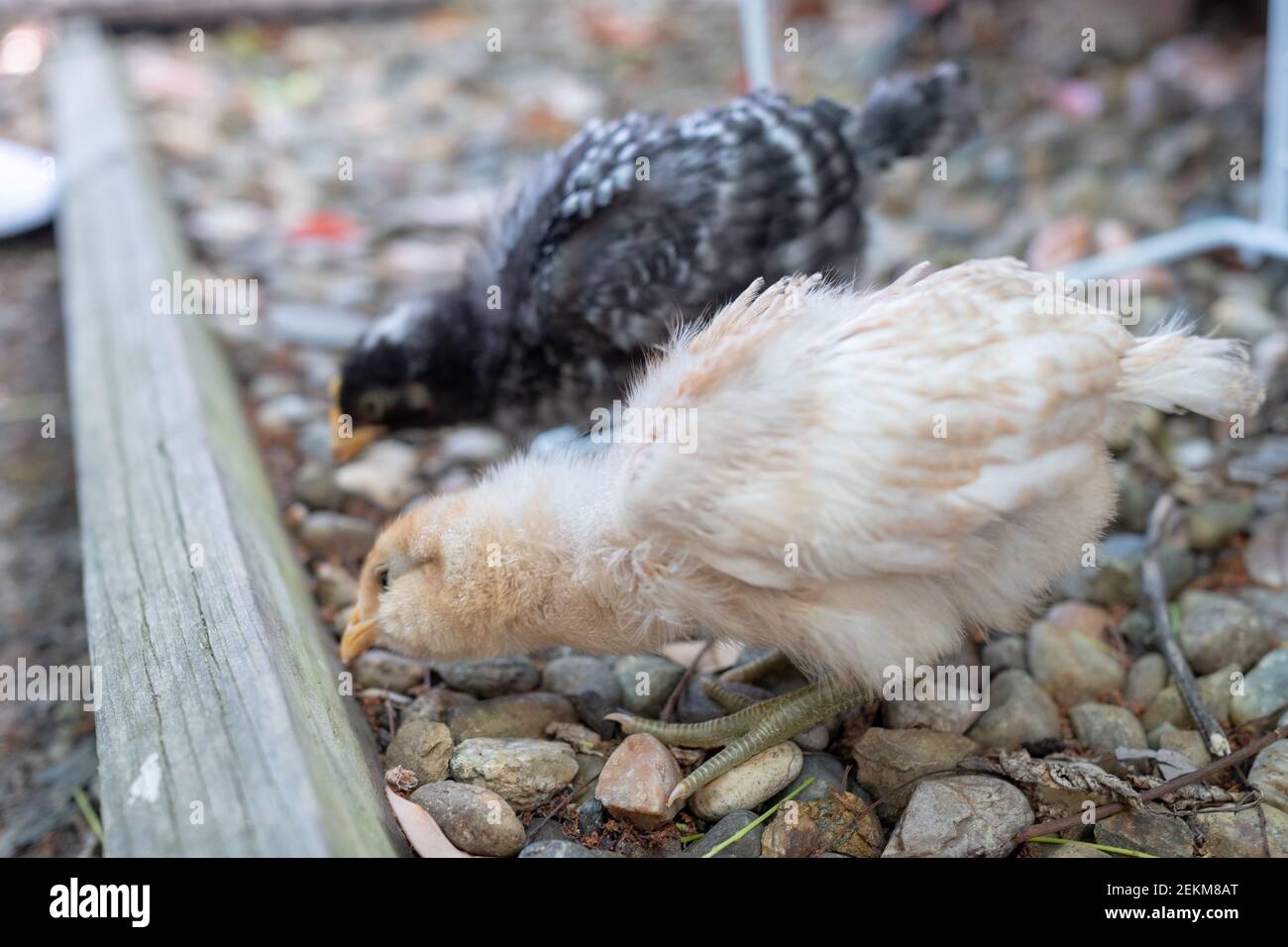 Two young backyard chickens in suburban yard, San Ramon, California, June 5, 2020. The keeping of backyard chickens is a popular trend in the San Francisco Bay Area. (Photo by Smith Collection/Gado/Sipa USA) Stock Photo