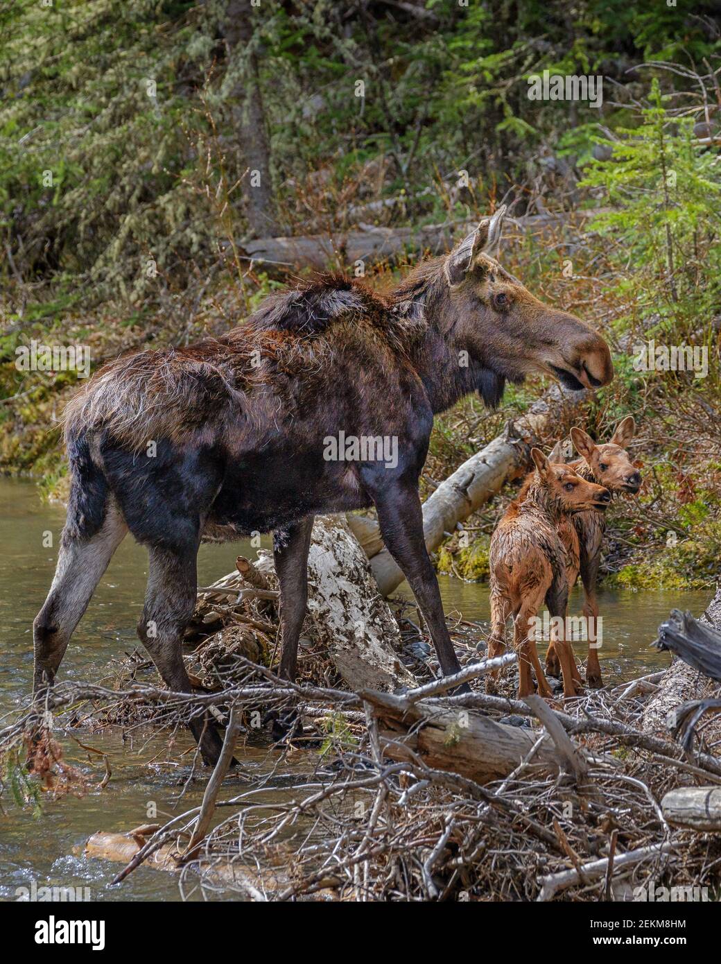 Yellowstone National Park, WY: Cow Moose and two calves (Alces alces) Stock Photo