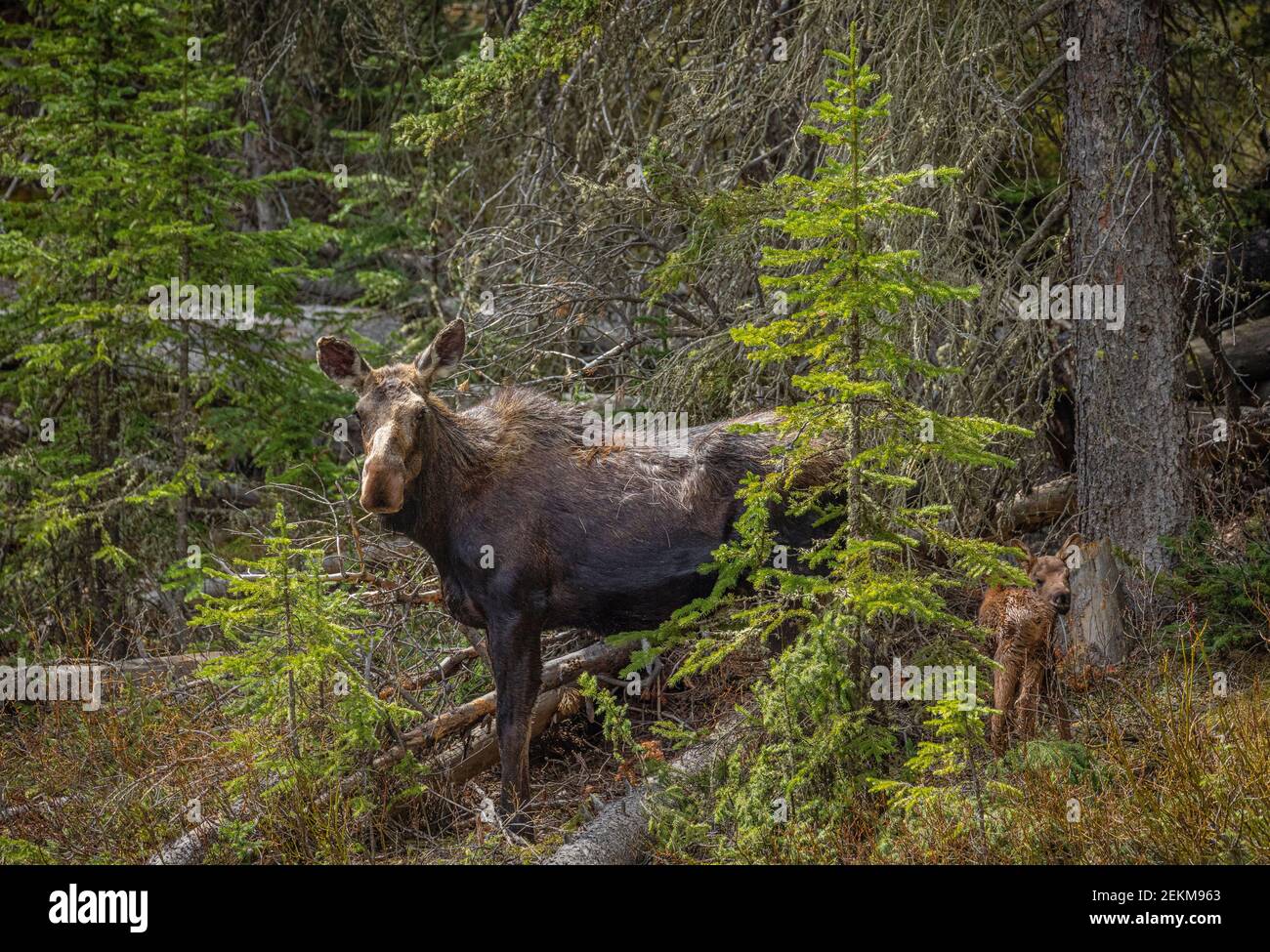 Yellowstone National Park, WY: Cow Moose and calf (Alces alces) Stock Photo