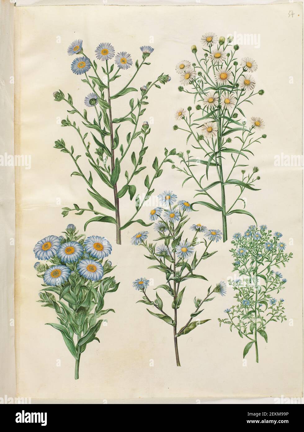 Holtzbecker bans, Simon (1620-1671); Maria Sibylla Merian (1647-1717), Aster (I-asters); Aster new-Belgium (nybelgisk asters); Aster-New England (nyengelsk asters); Aster dumosum (pudet-asters); Aster erieoides (Lynge-asters), 1649-1659 Stock Photo