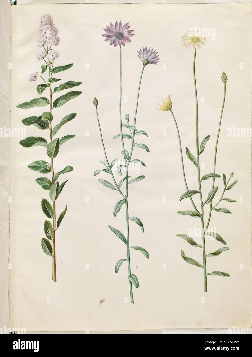 Hans Simon Holtzbecker (1620-1671); Maria Sibylla Merian (1647-1717), Spiraea Salicifolia (arrow blade Spiraea); Catananche Caerulea (Blaa Rustleblomst), 1649-1659 Stock Photo