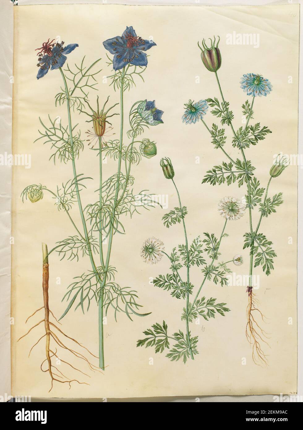Hans Simon Holtzbecker (1620-1671); Maria Sibylla Merian (1647-1717), Nigella Hispanica (Djevlen in the bush); Nigella Sativa (variety), 1649-1659 Stock Photo