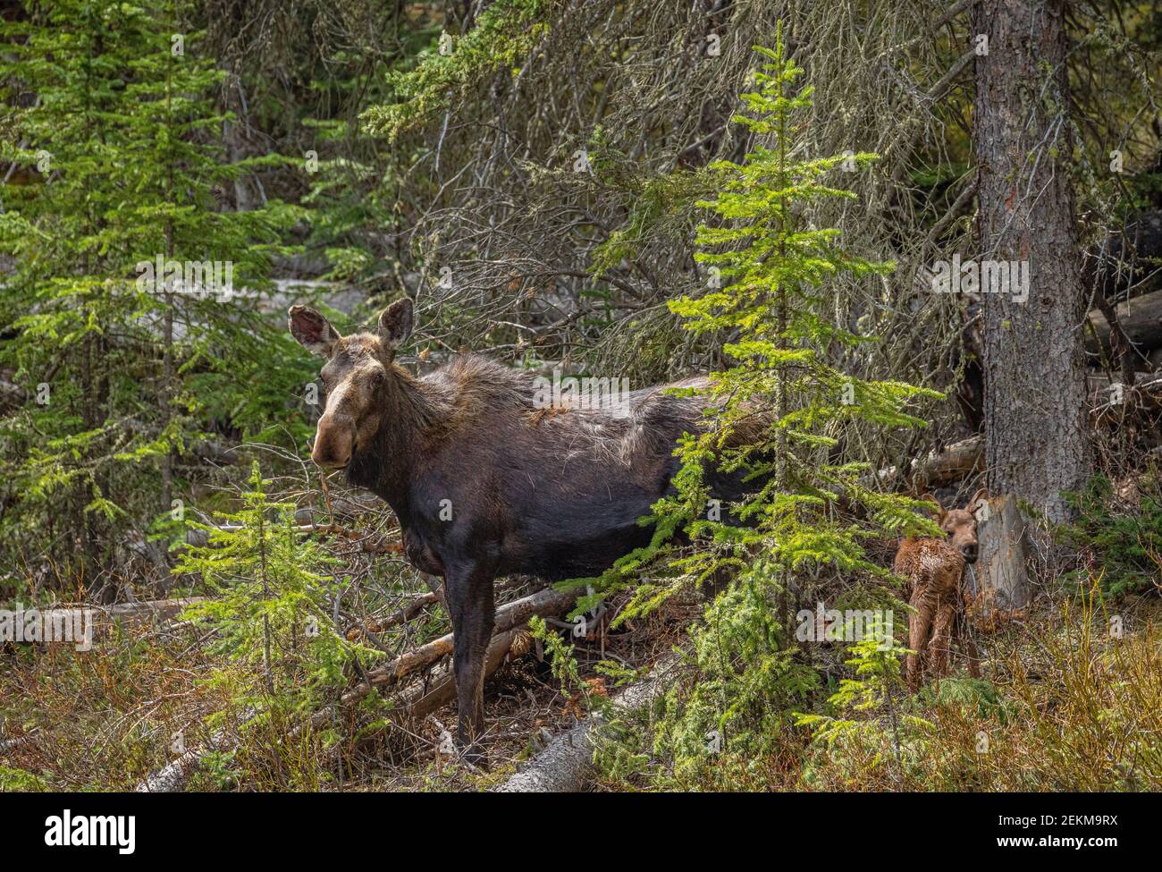 Yellowstone National Park, WY: Cow Moose and calf (Alces alces) Stock Photo