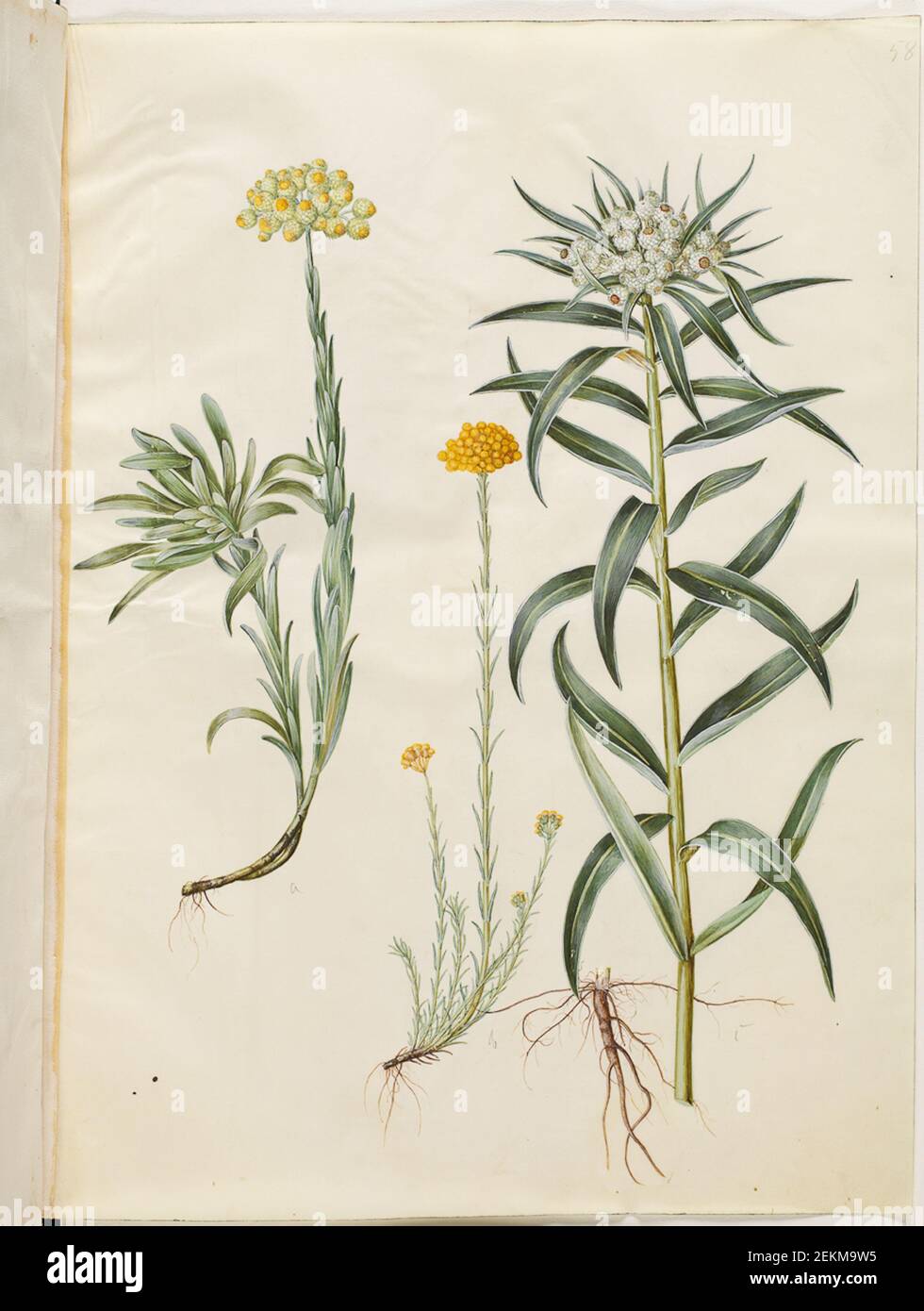 Hans Simon Holtzbecker (1620-1671); Maria Sibylla Merian (1647-1717), Helichrysum Orientale (shrub-eternity flower); Helichrysum stoechas (smelly eternity flower); AnaPhali Margaritacea (plain pearl curve), 1649-1659 Stock Photo