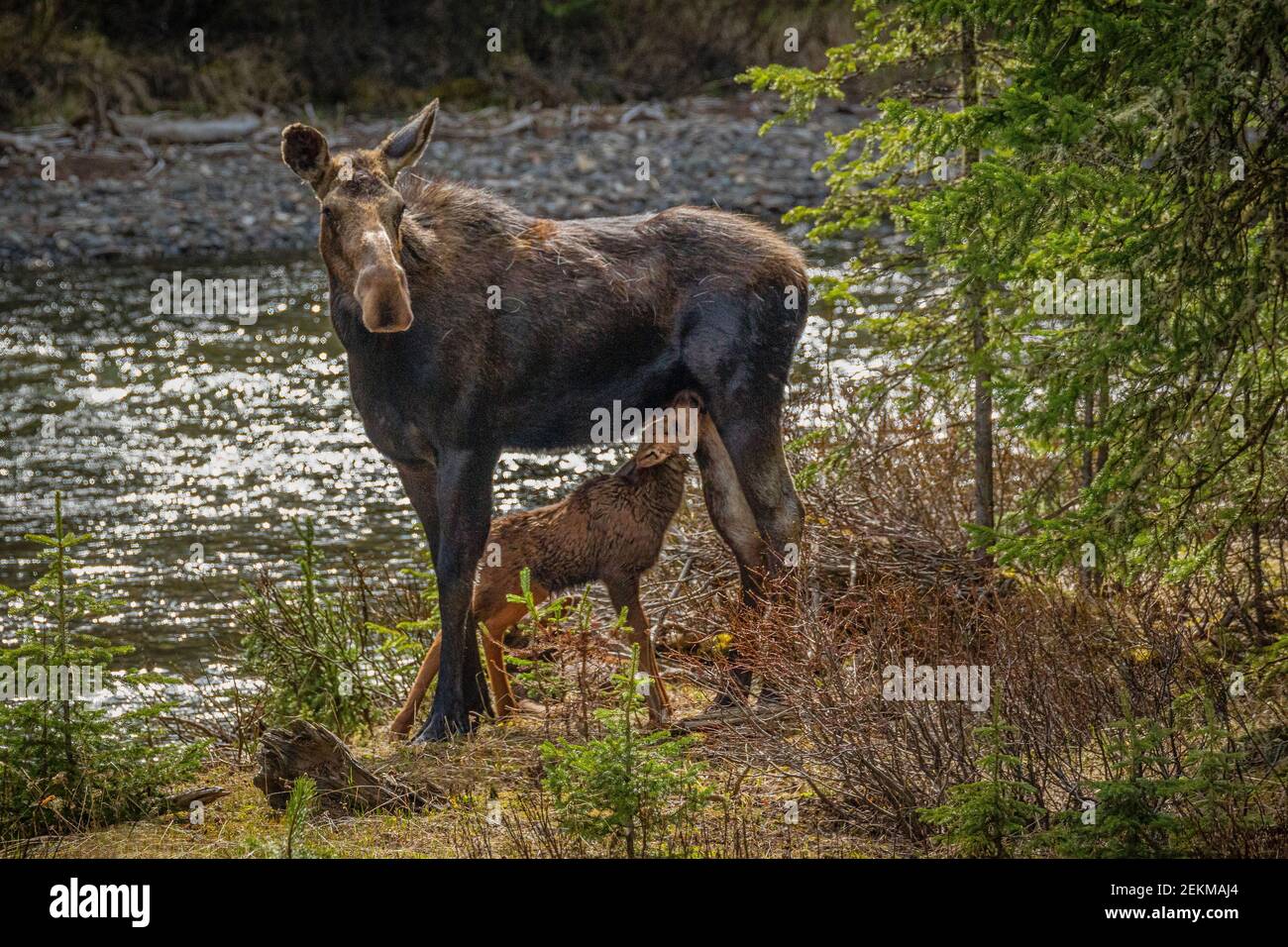 Yellowstone National Park, WY: Cow Moose and nursing calf (Alces alces) Stock Photo