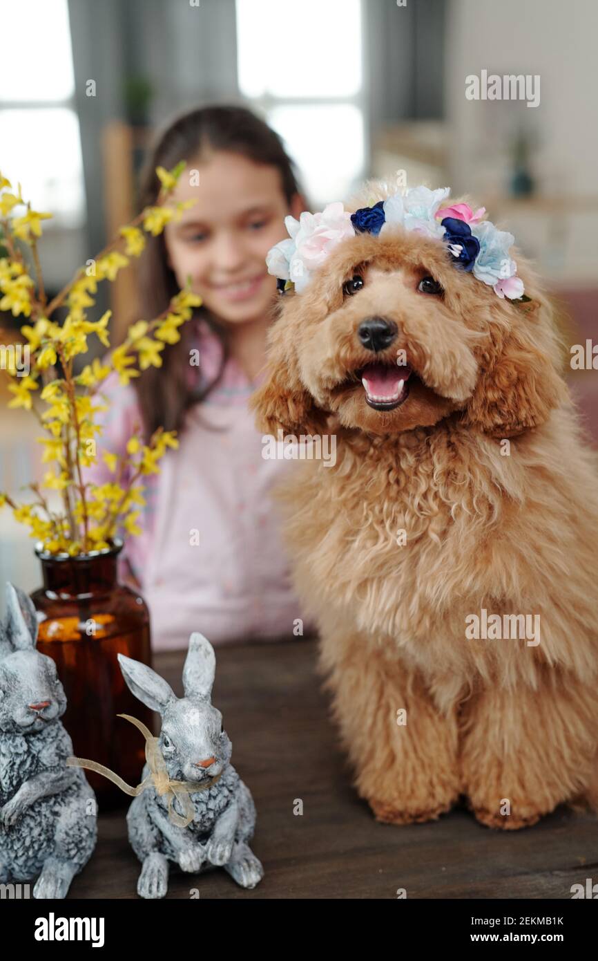 Portrait of cute little dog with accessory on her head sitting at the table with little girl in the background Stock Photo