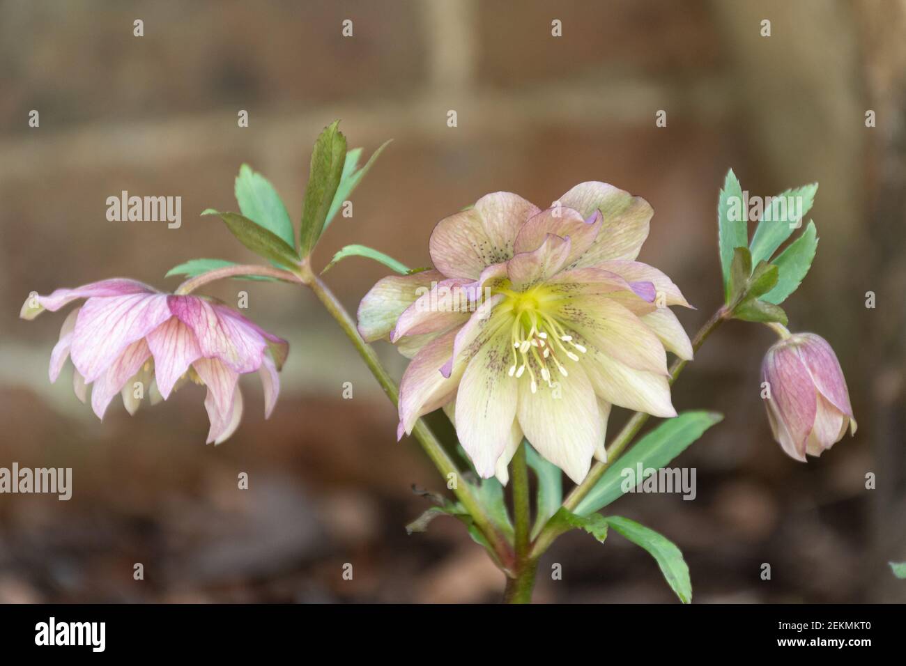 Hellebore flowers in late winter, February, UK Stock Photo