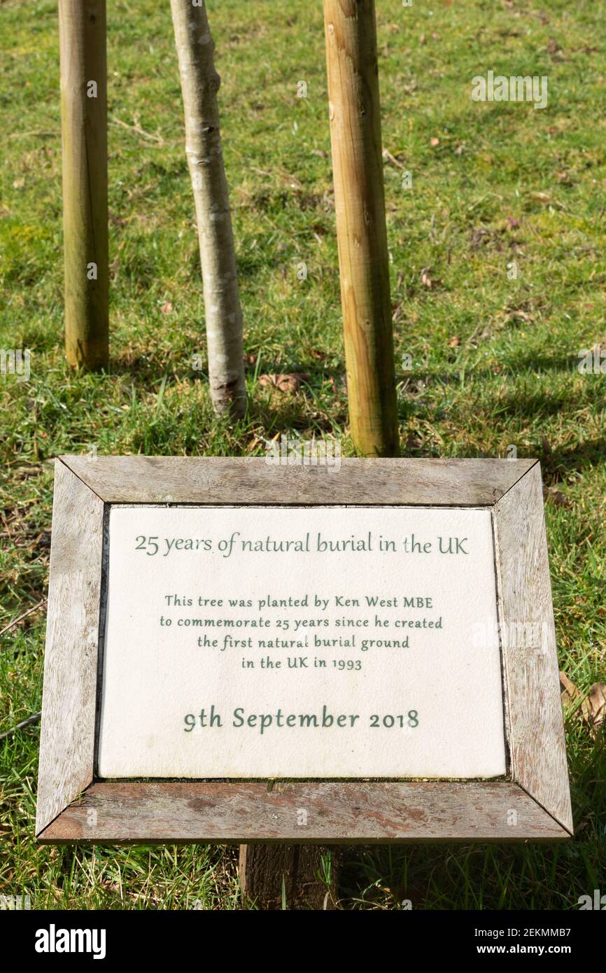Plaque and tree at Brookwood Cemetery commemorating 25 years of natural burial in the UK planted by Ken West MBE, Surrey, England, UK Stock Photo
