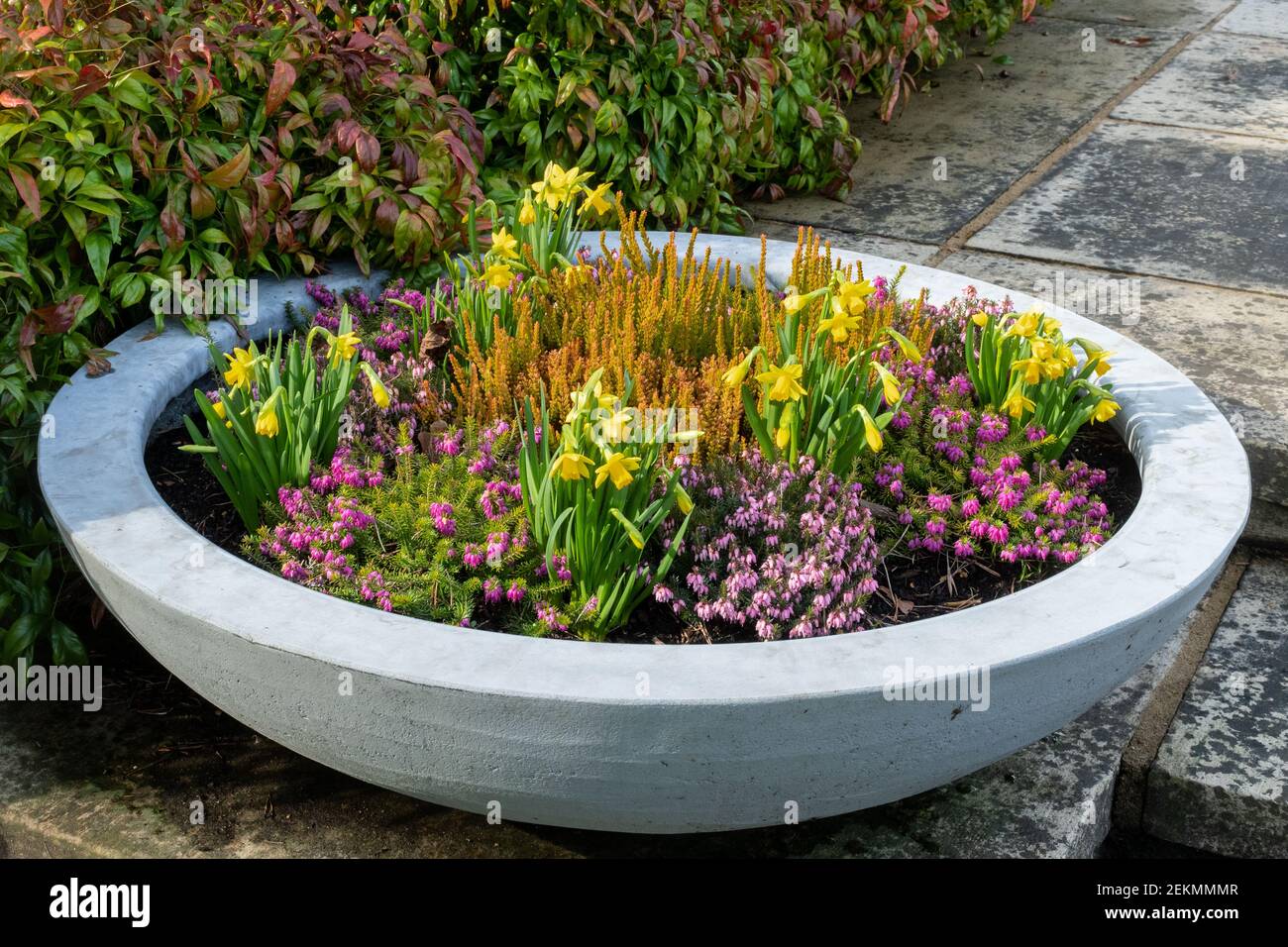 Container planted with winter flowering heathers and 'Tete a Tete' dwarf daffodils, February, UK Stock Photo