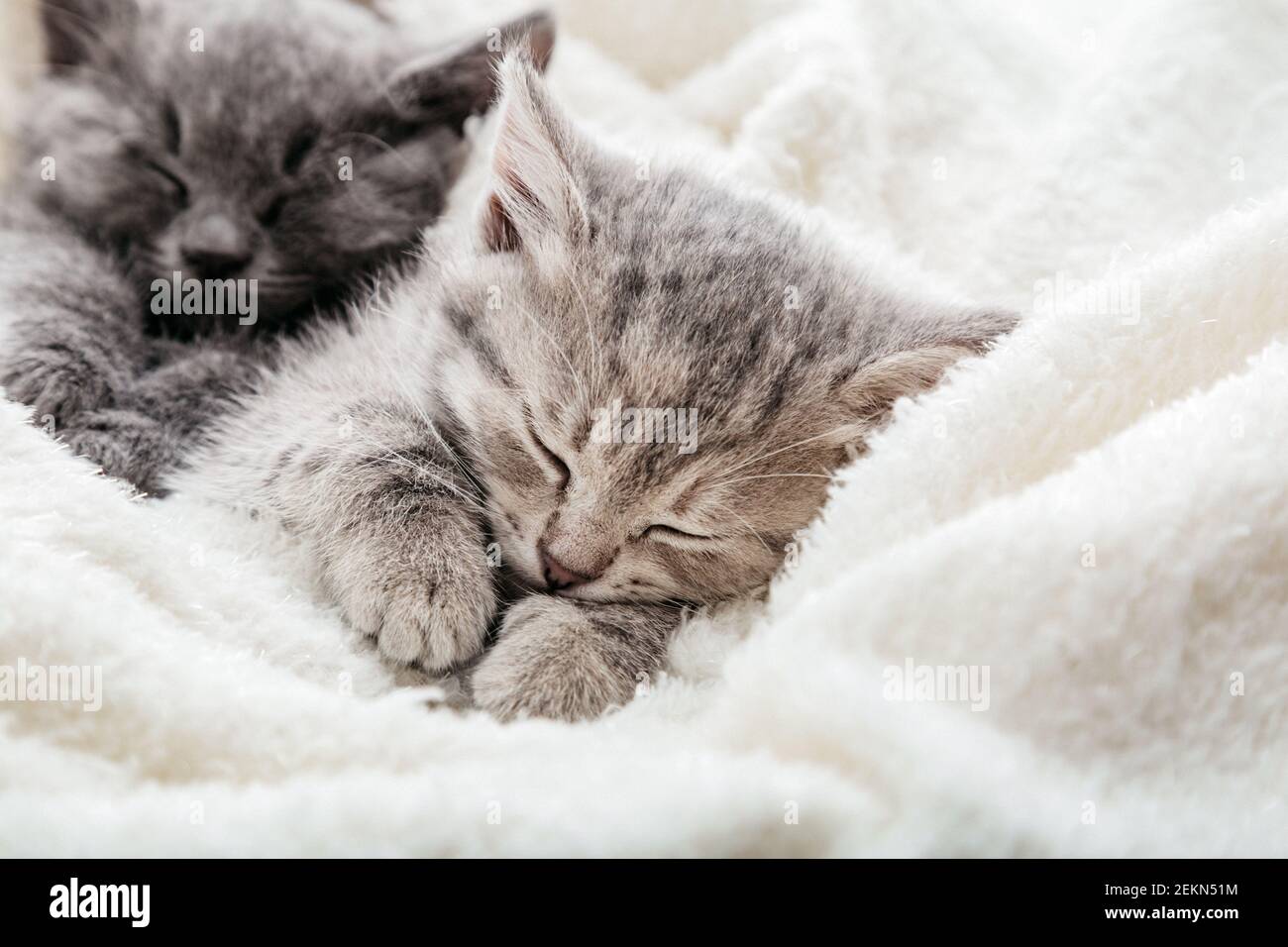 Sleeping tabby kitten hugs itself with paws. Family of kittens resting sleep on blanket with copy space. Beautiful little kitten curled up paws. Pets Stock Photo