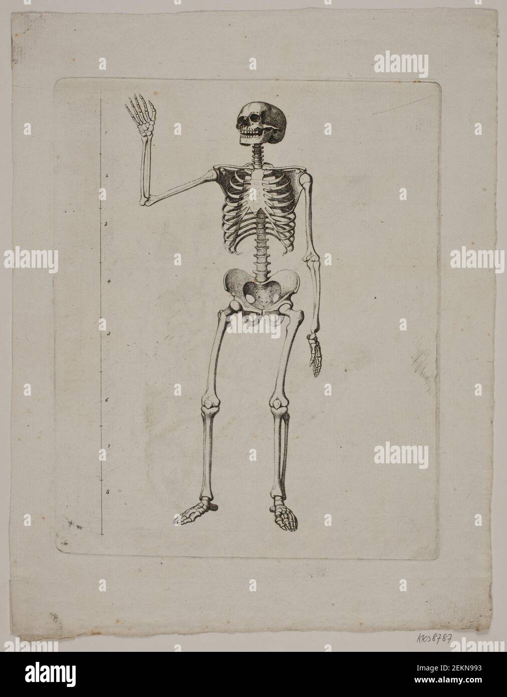 Gerhard Ludvig Lahde (1765-1833), Skelet, 1765 - 1833 Stock Photo