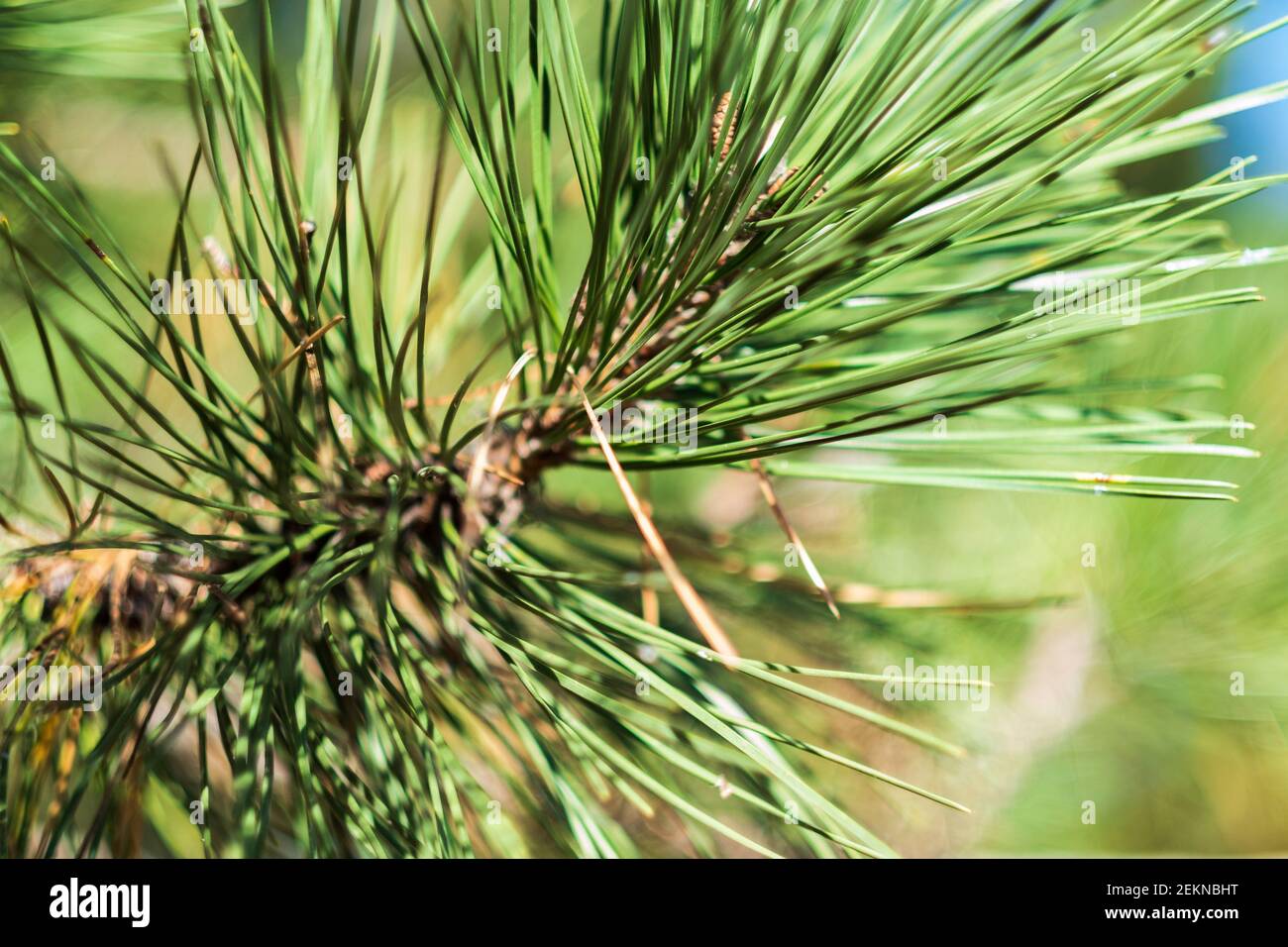 Closeup off the fascicles of an Austrian pine tree showing two-needle clusters, important for identification. USA. Stock Photo
