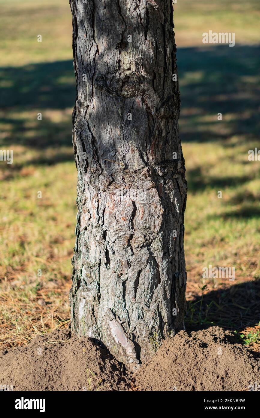 The tree trunk of a young Austrian pine tree, Pinus nigra, also known as Black pine.USA. Stock Photo