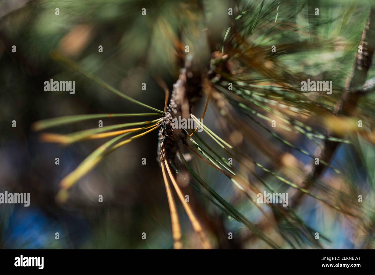 Closeup off the fascicles of an Austrian pine tree showing two-needle clusters, important for identification. USA. Stock Photo