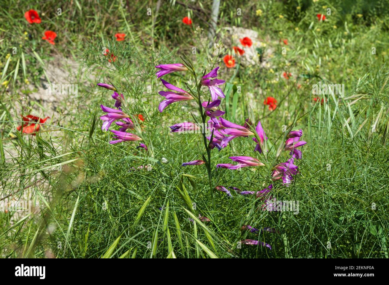 https://c8.alamy.com/comp/2EKNF0A/close-up-of-wildflowers-and-poppies-on-green-background-on-summer-sunny-day-2EKNF0A.jpg