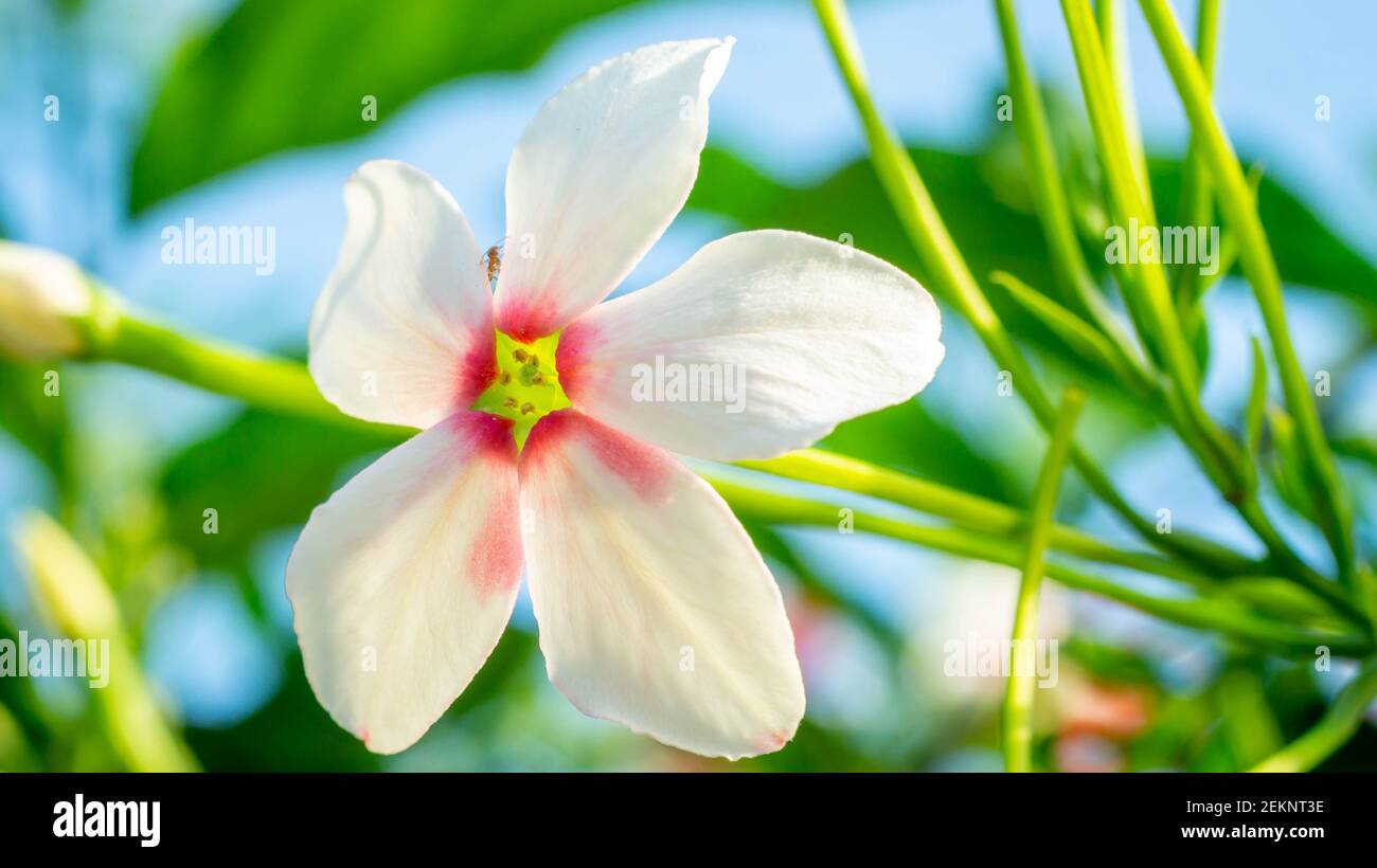 Beautiful flower of Burma Creeper, Chinese honeysuckle Stock Photo Alamy