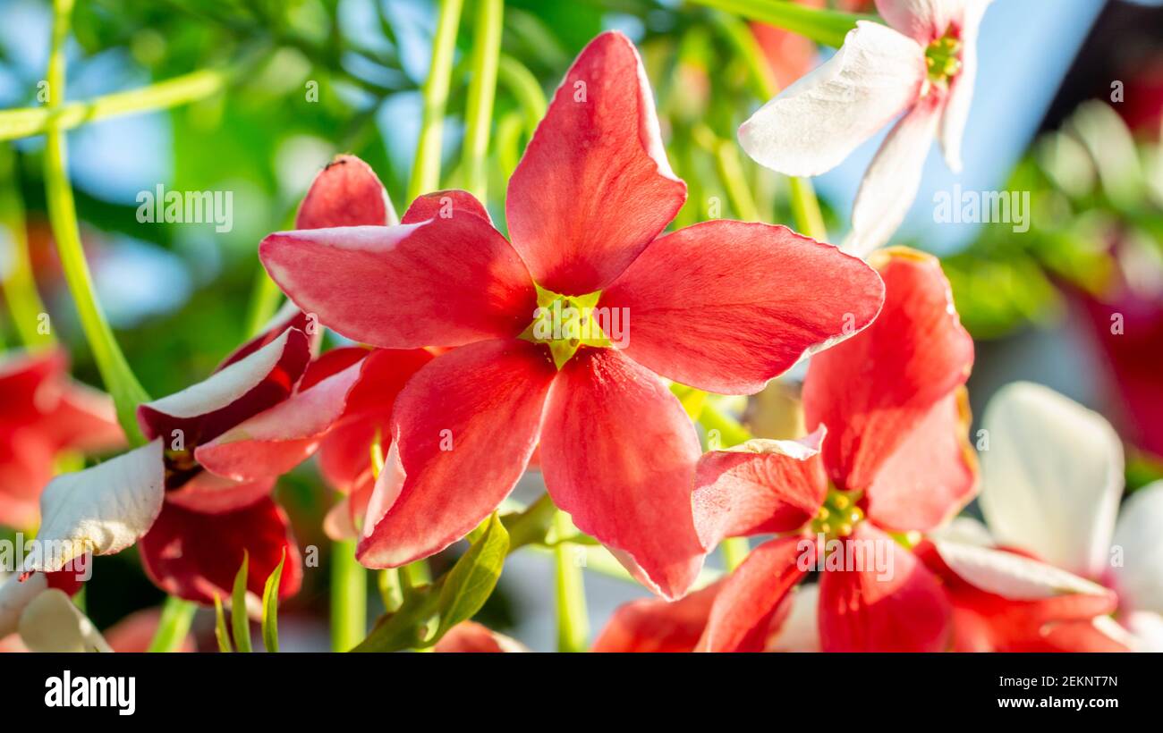 Beautiful flower of Burma Creeper, Chinese honeysuckle Stock Photo