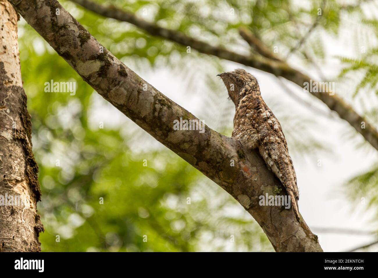 Potoo (Nyctibius Grandis) bird camouflaged on a tree branch with brown and white feathers totally still and stretched in the rainforest Stock Photo