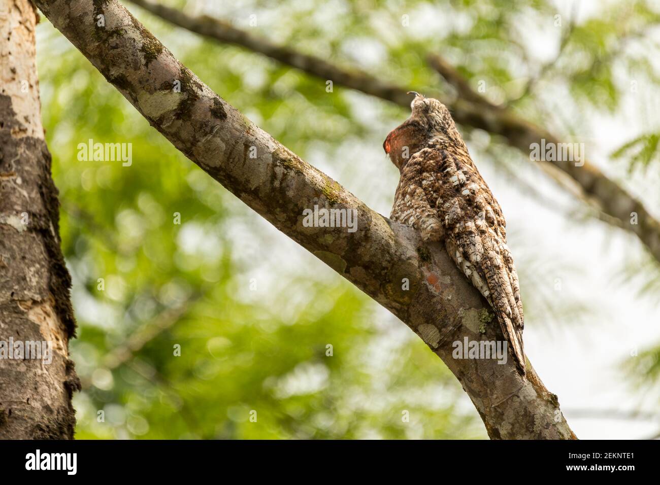 Potoo (Nyctibius Grandis) bird camouflaged on a tree branch with brown and white feathers yawning in the rainforest Stock Photo