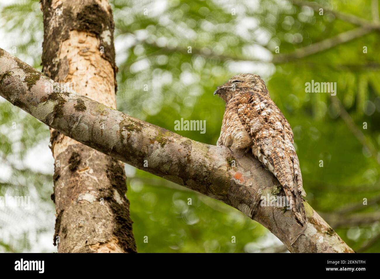 Potoo (Nyctibius Grandis) bird camouflaged on a tree branch with brown and white feathers totally still in the rainforest Stock Photo