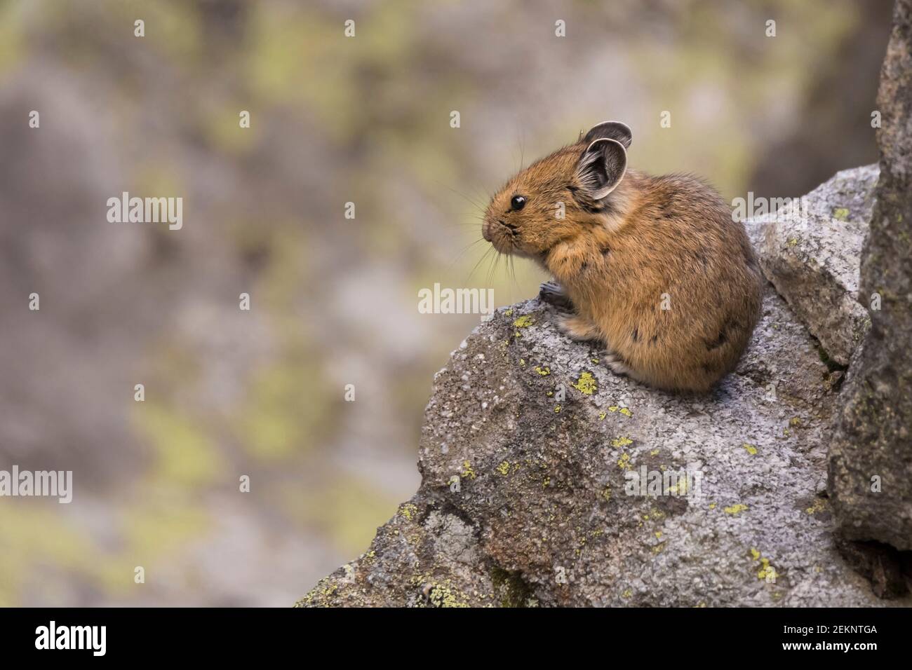 Cute American Pika (Ochotona princeps) with brown fur staying still on some rocks in the Canadian Rockies Stock Photo