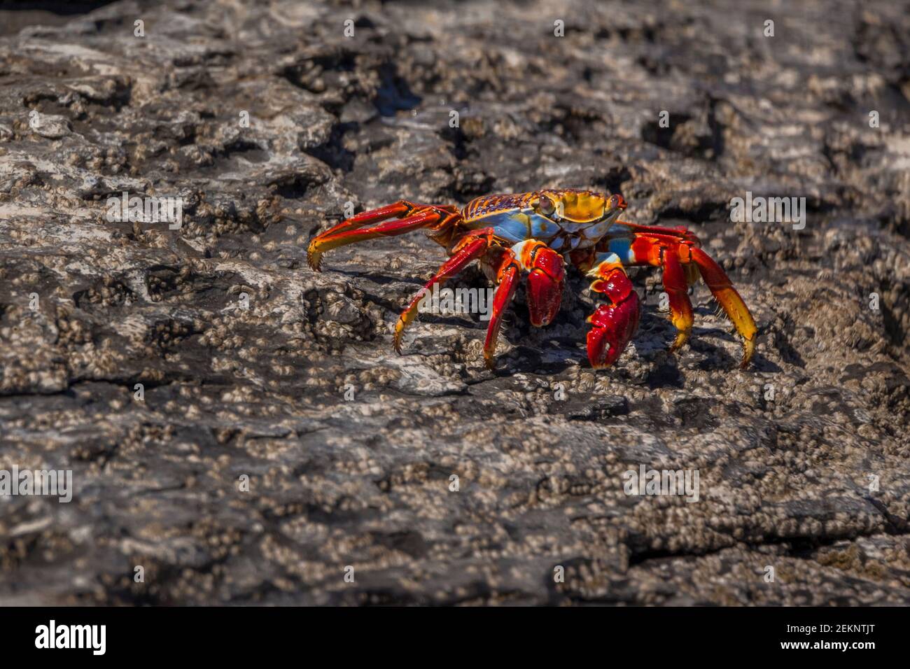 Colorful Red Rock Crab (Grapsus grapsus) with beautiful contrast of red, blue, orange and yellow colors in the Pacific Coast of Baja California Sur Stock Photo