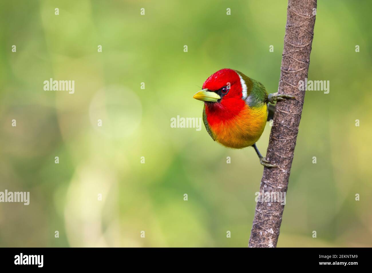 Adult colorful male Red-headed Barbet (Eubucco bourcierii), mad face but cute with multicolored contrast feathers in red, green, yellow, orange Stock Photo