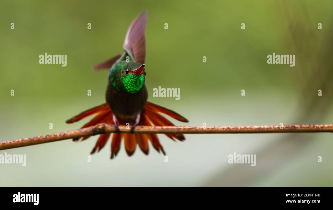 Rufous-tailed Hummingbird (Amazilia tzacatl) stretching, iridescent green throat feathers, perched with a blurred green background, Costa Rica Stock Photo