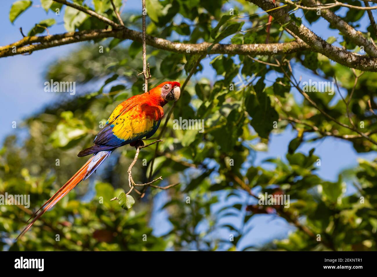 Multicolored adult parrot Scarlet Macaw (Ara macao), contrast with red, yellow and blue feathers, hanging from a branch, Caribbean Lowlands rainforest Stock Photo