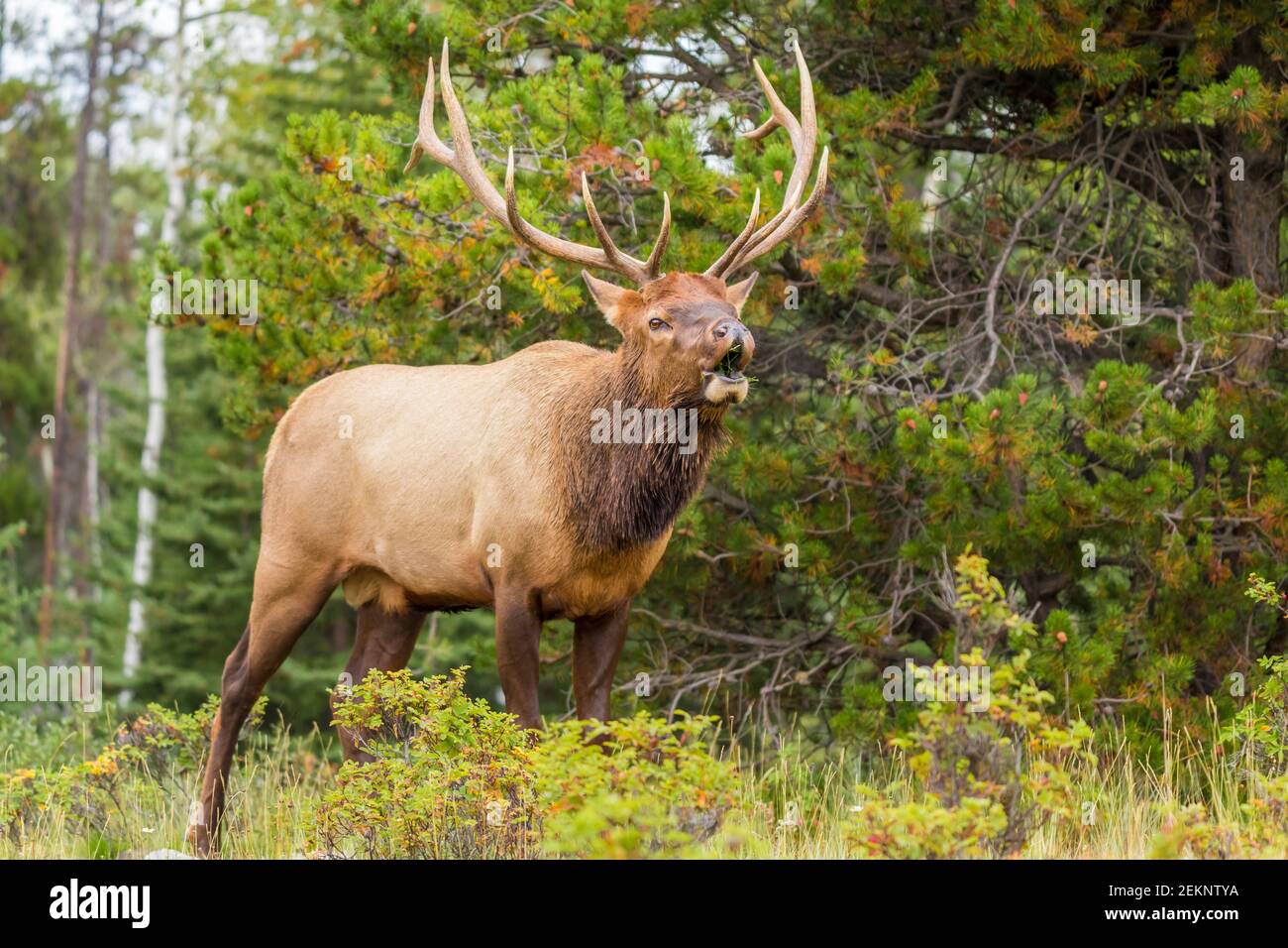 Bull Elk (Cervus canadensis) (Wapiti) with big antlers, calling a cow elk during the rut season in fall in the Canadian Rockies Stock Photo