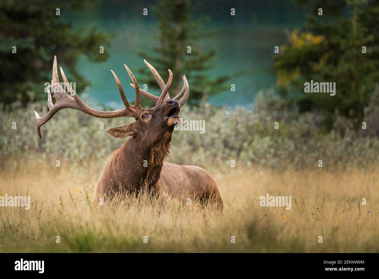 Bull Elk (Cervus canadensis) (Wapiti) with big antlers, laying and resting on the grass while calling cow elks during the rut season in fall Stock Photo